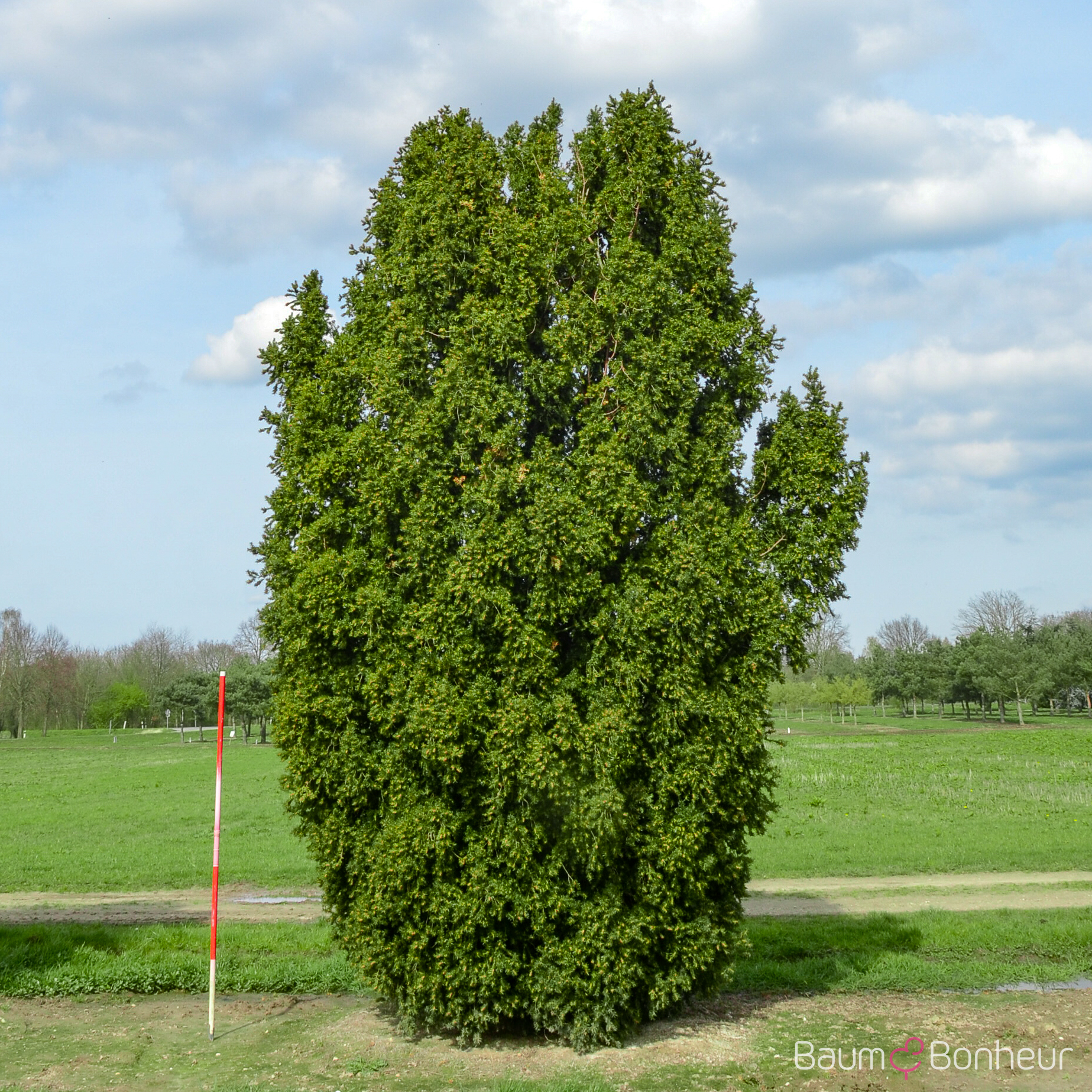 Taxus baccata 'Overeynderi'