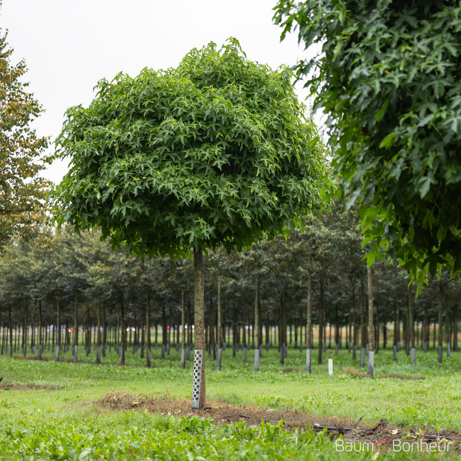 Liquidambar styraciflua 'Gumball'