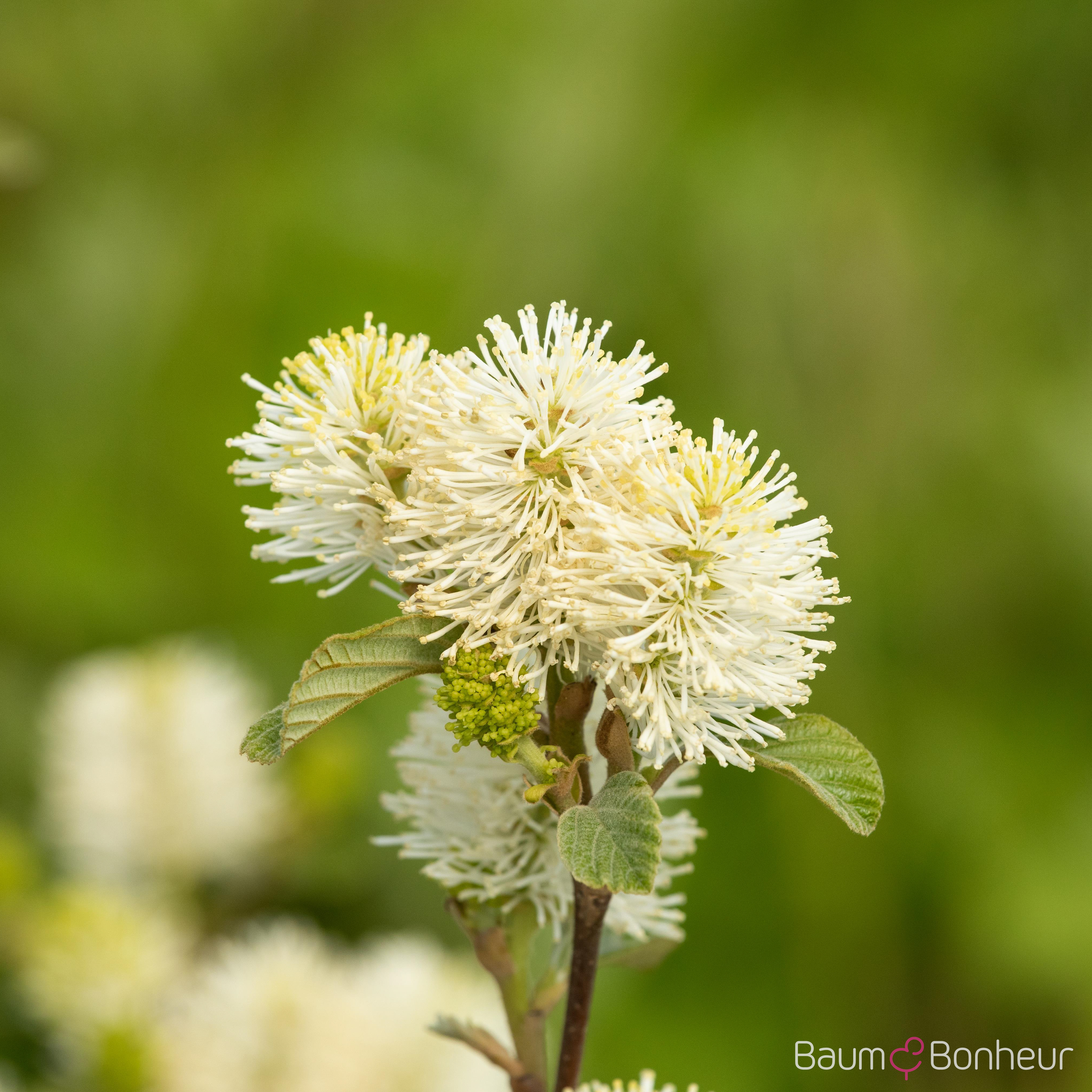 Fothergilla gardenii