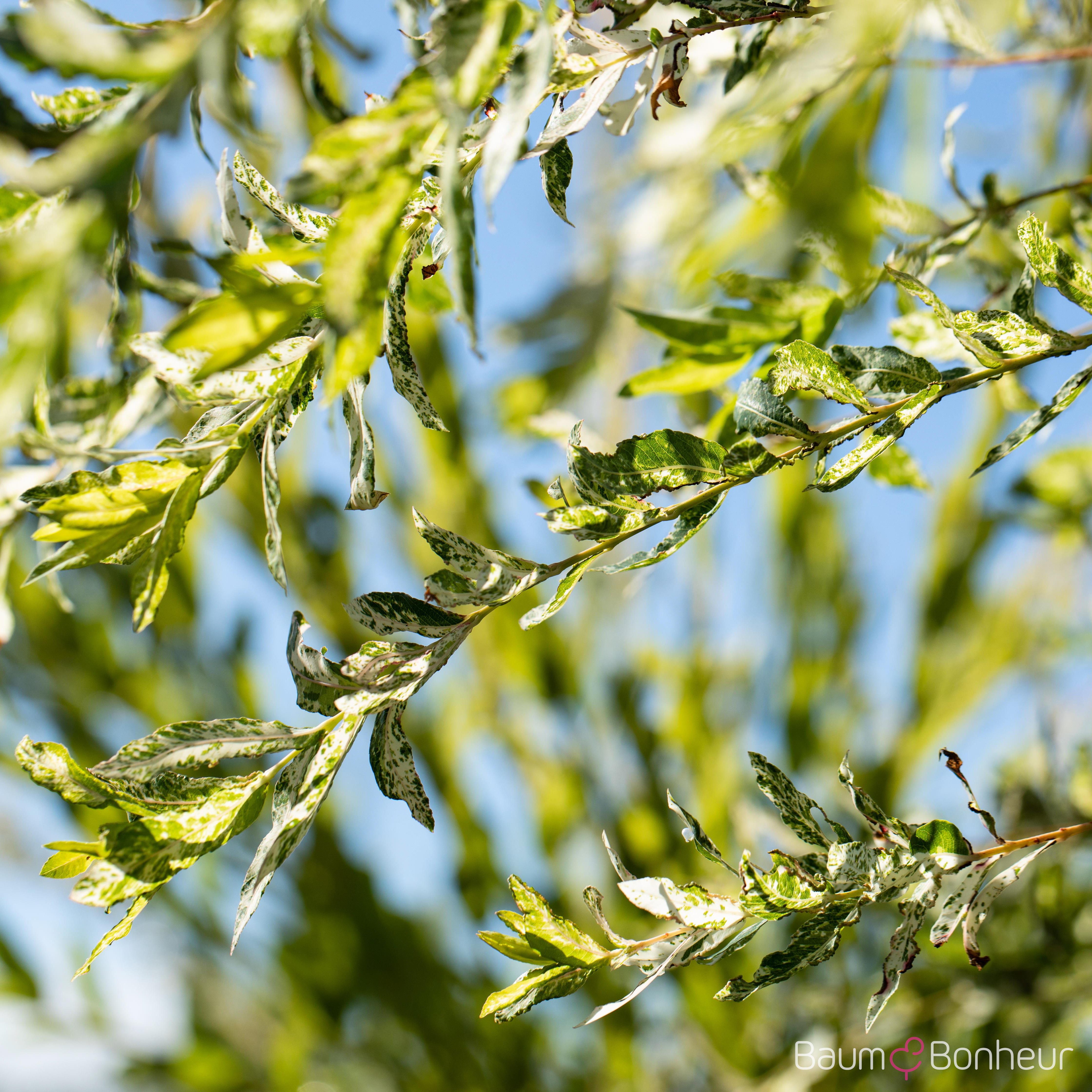Salix integra 'Hakuro Nishiki'