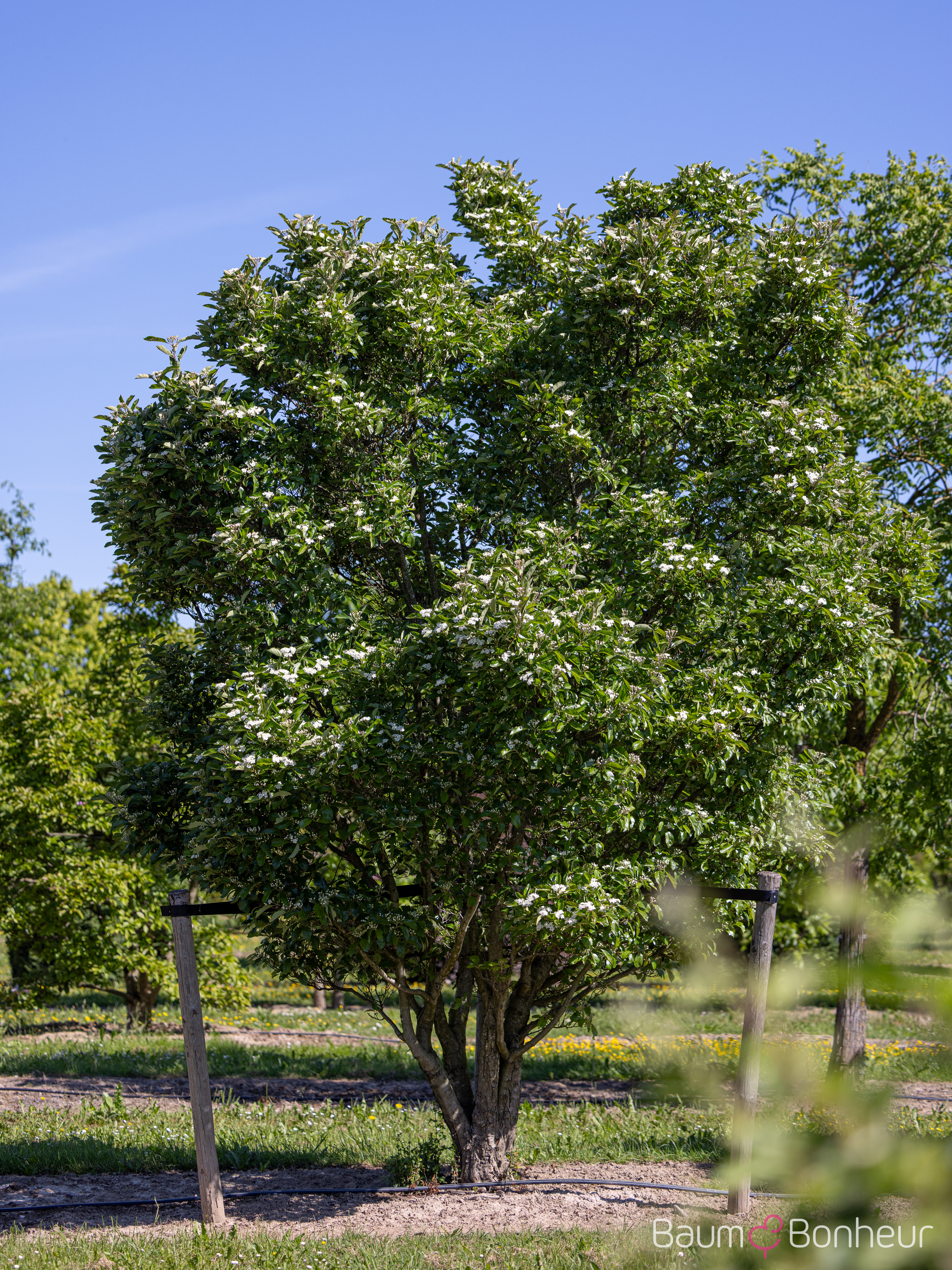 Crataegus lavallei 'Carrierei'