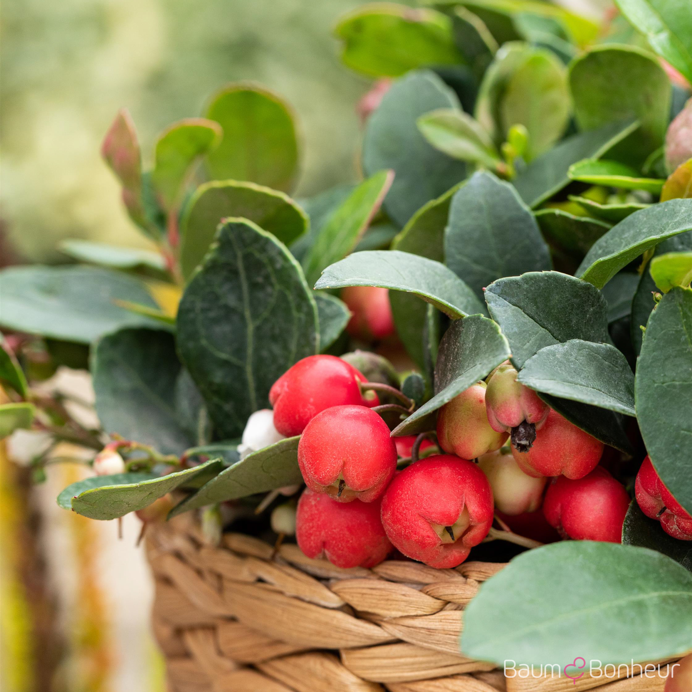 Gaultheria procumbens