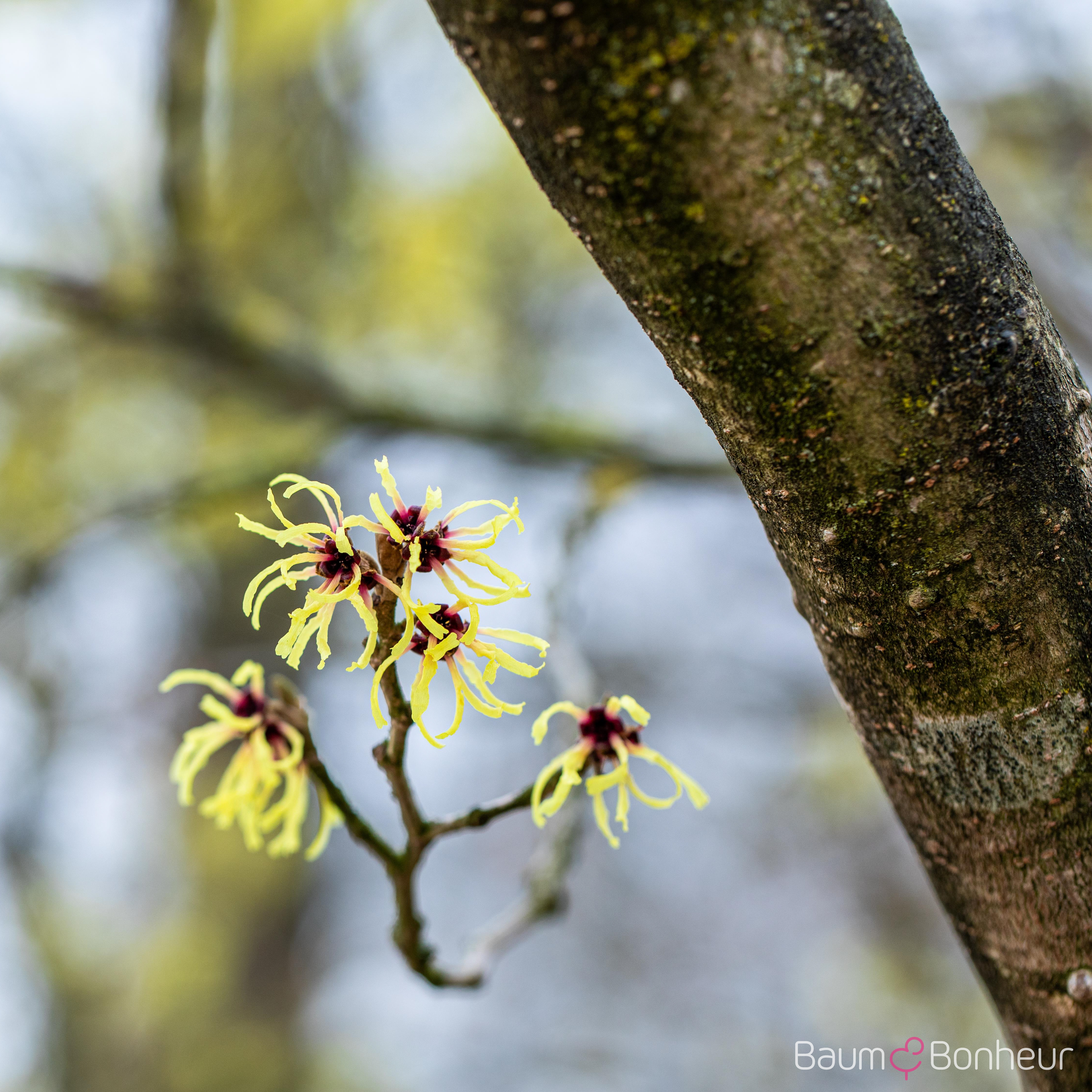Hamamelis intermedia 'Primavera'