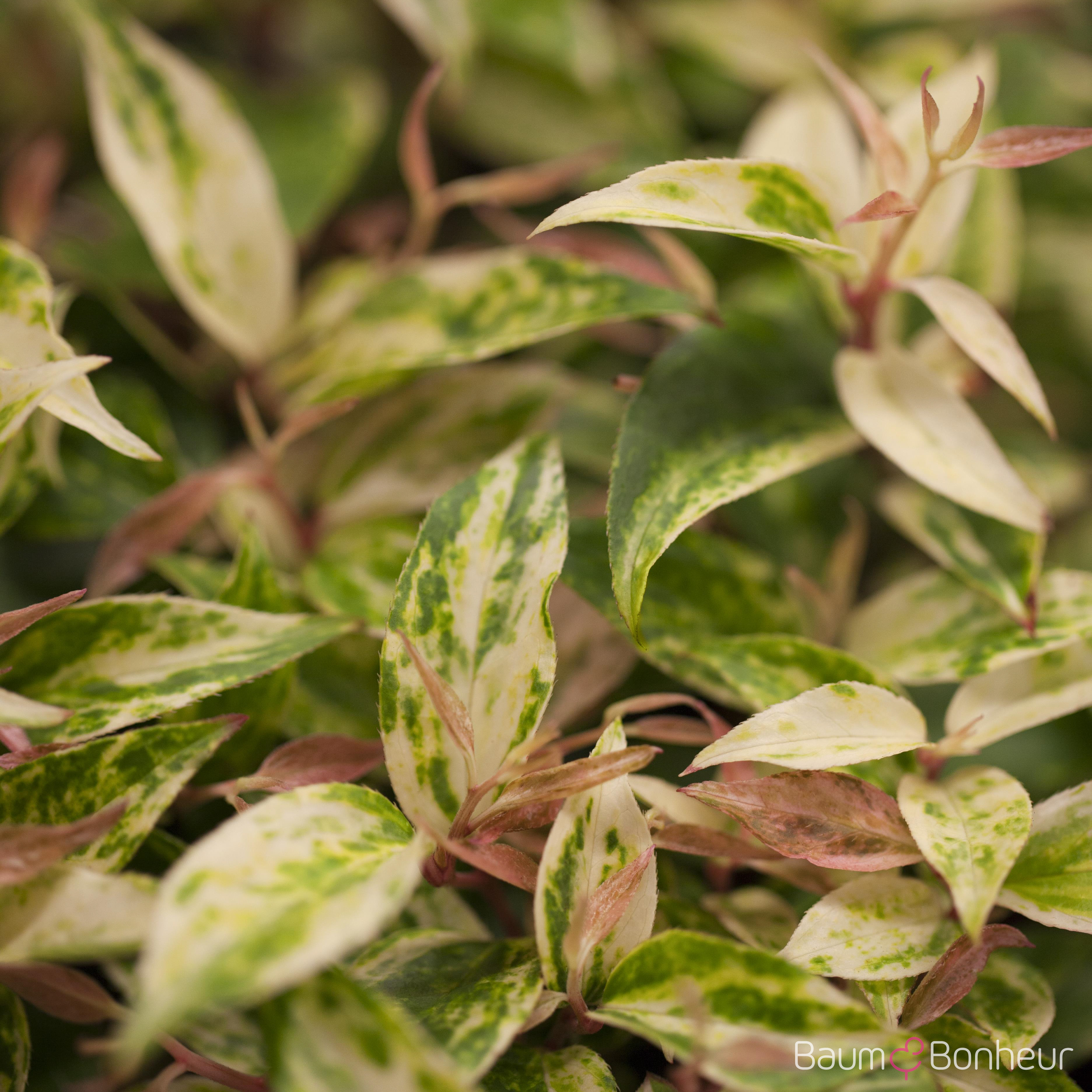 Leucothoe fontanesiana