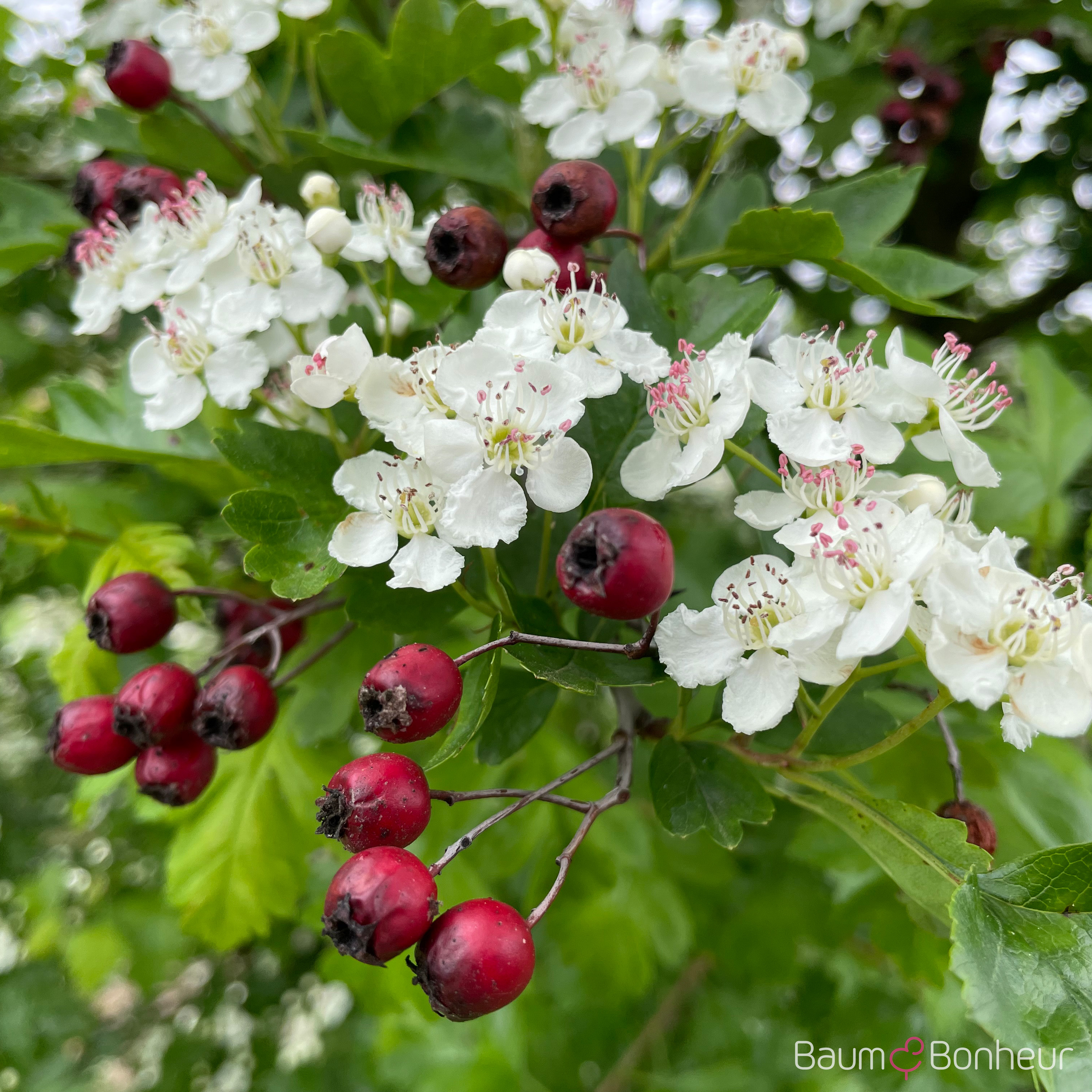 Crataegus monogyna