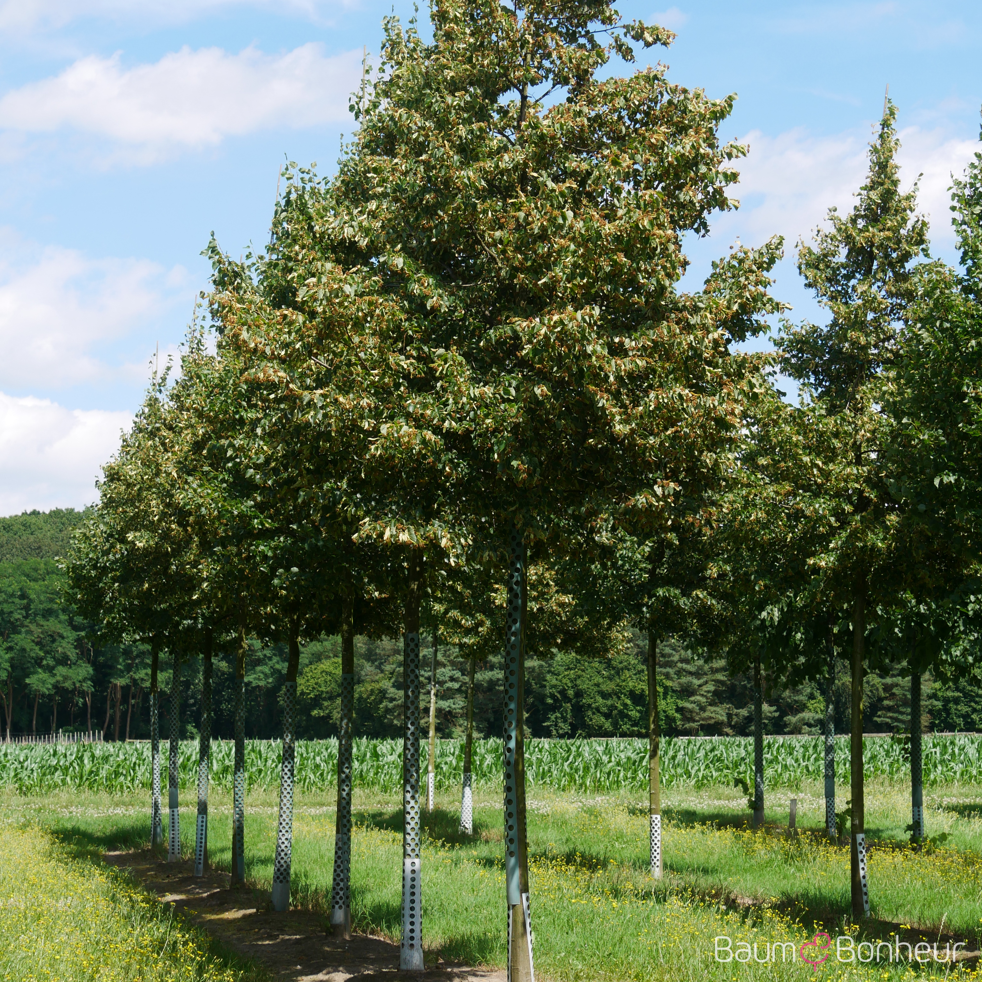 Tilia cordata 'Rancho'