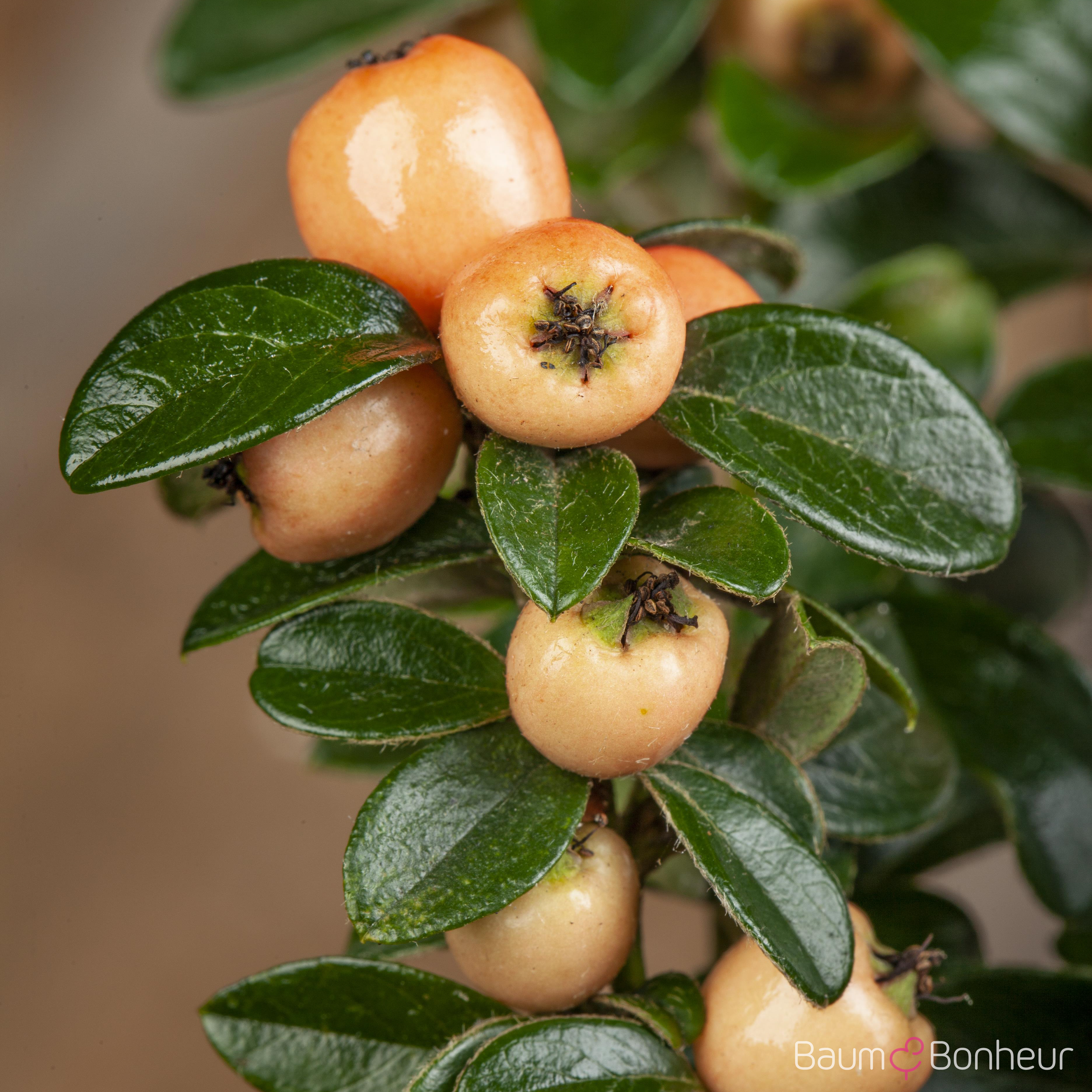 Cotoneaster x suecicus 'Coral Beauty'