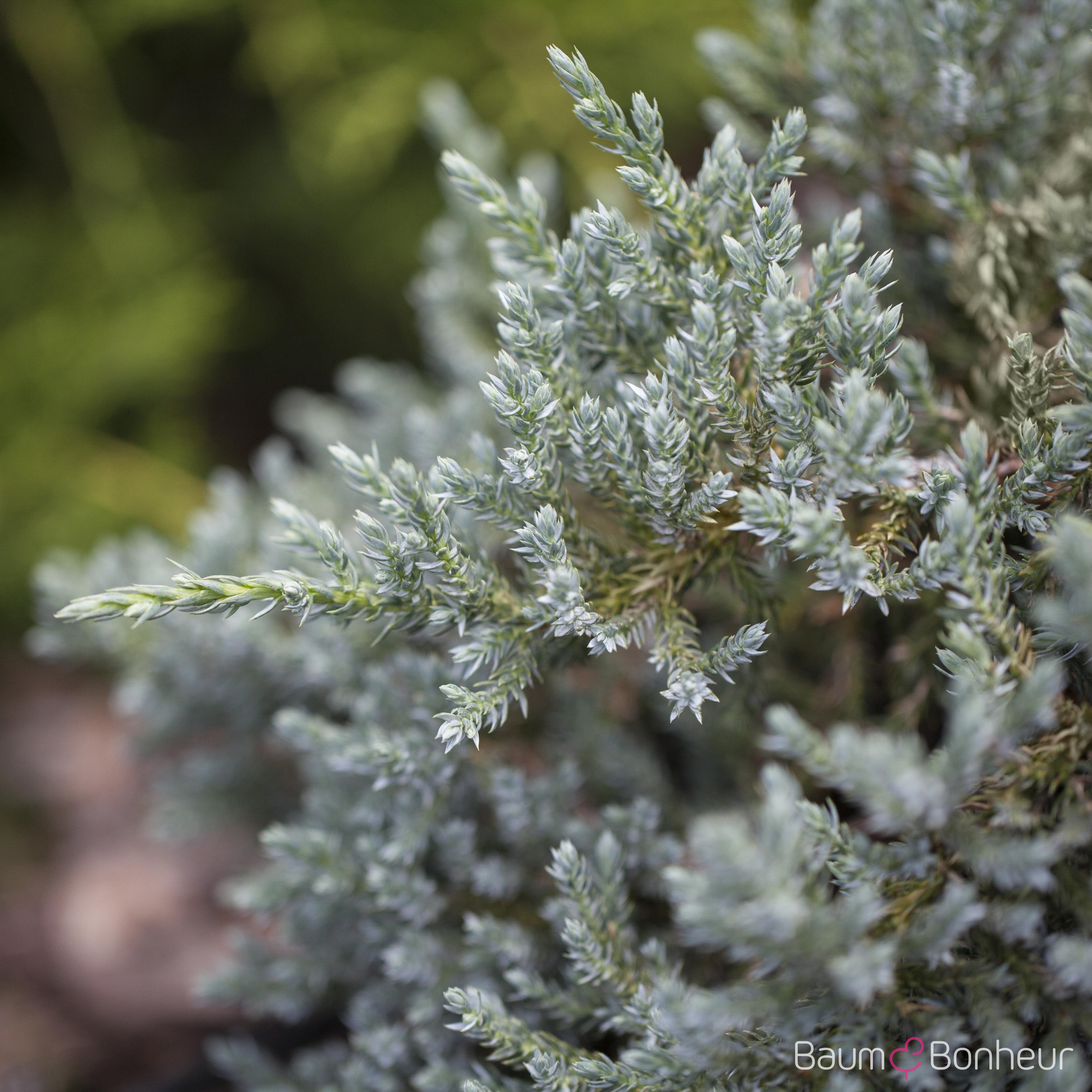 Juniperus virginiana 'Glauca'