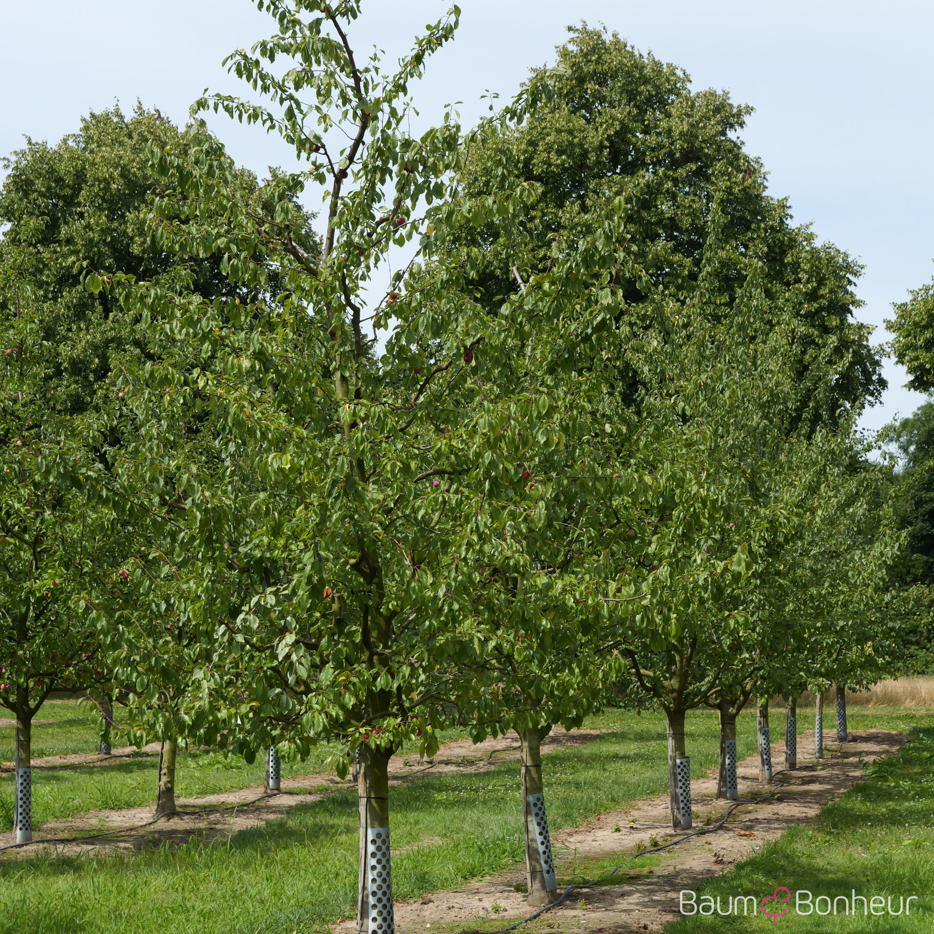 Prunus domestica 'Königin Viktoria'