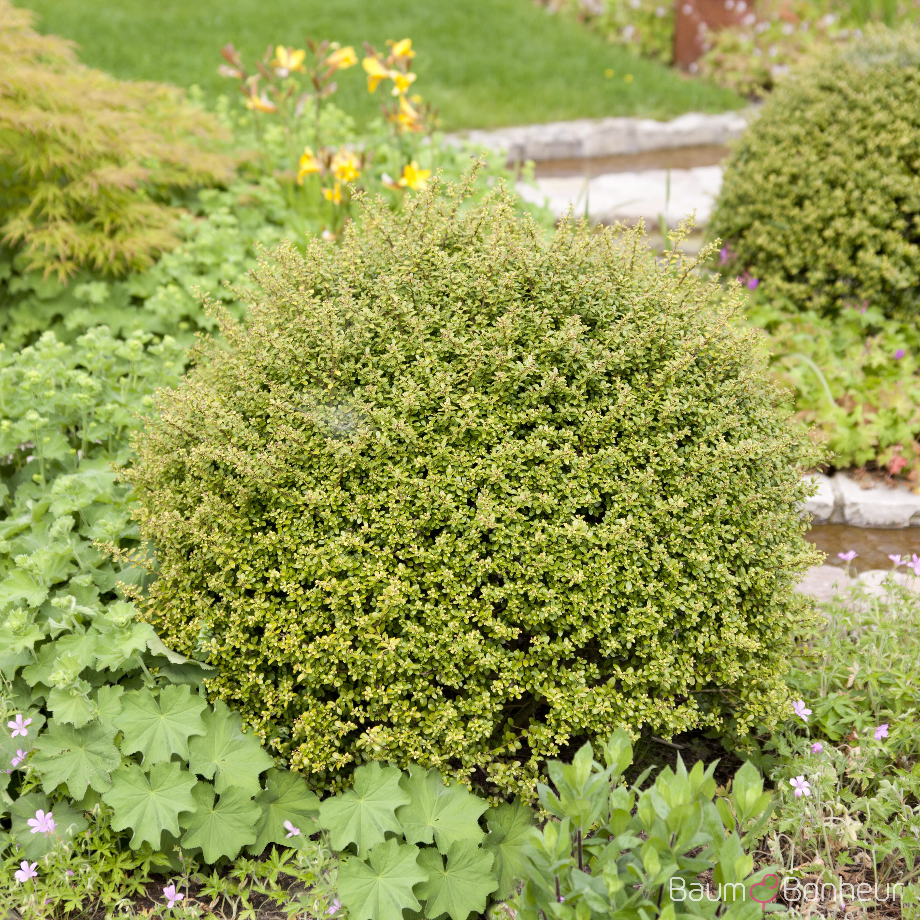 Ilex crenata 'Glorie Gem'