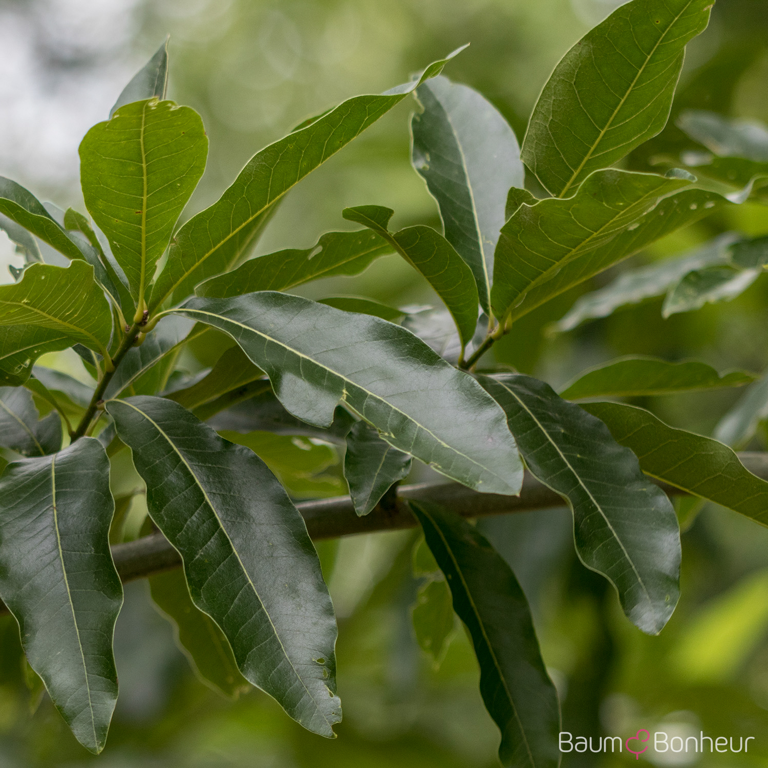 Quercus imbricaria