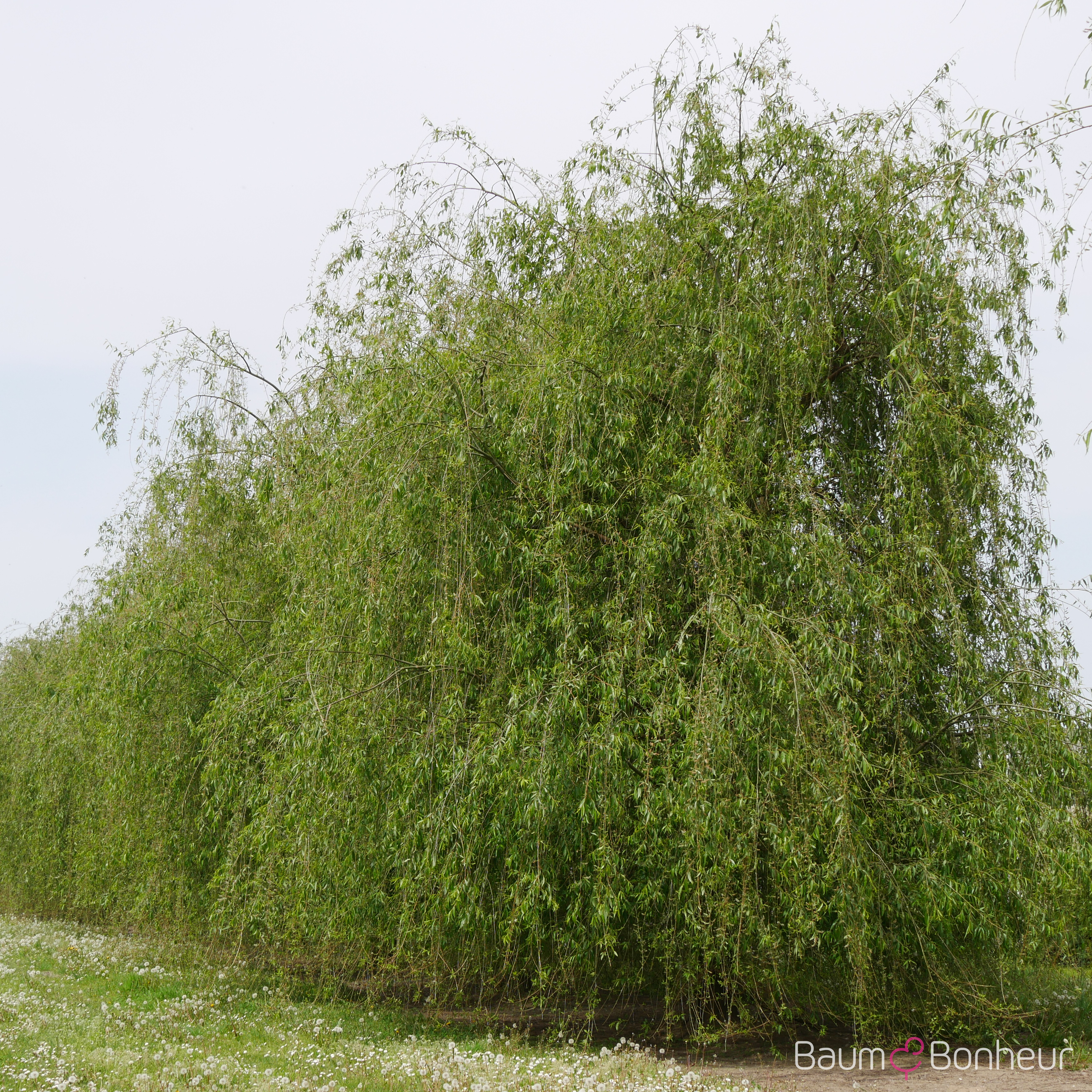 Salix babylonica