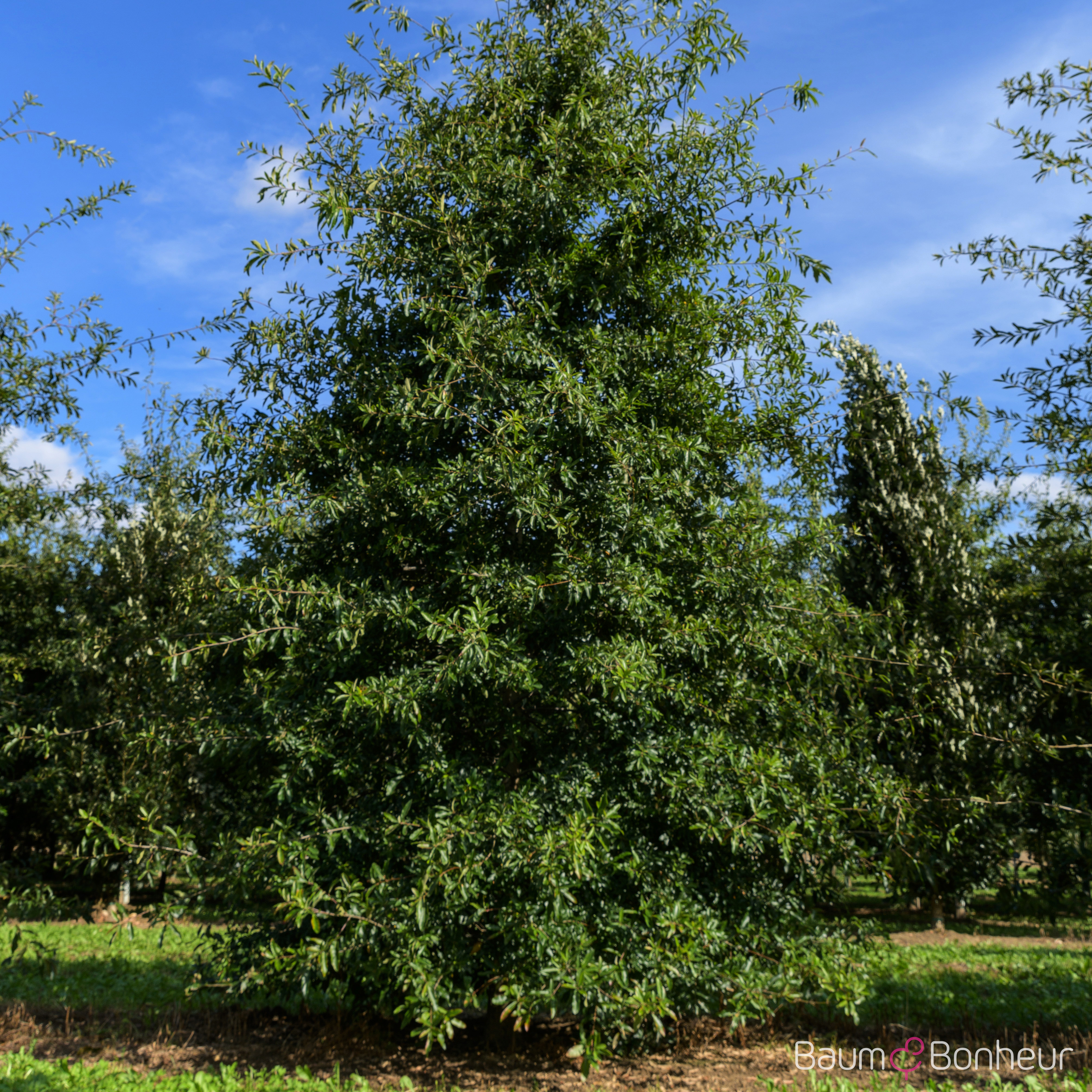 Quercus imbricaria