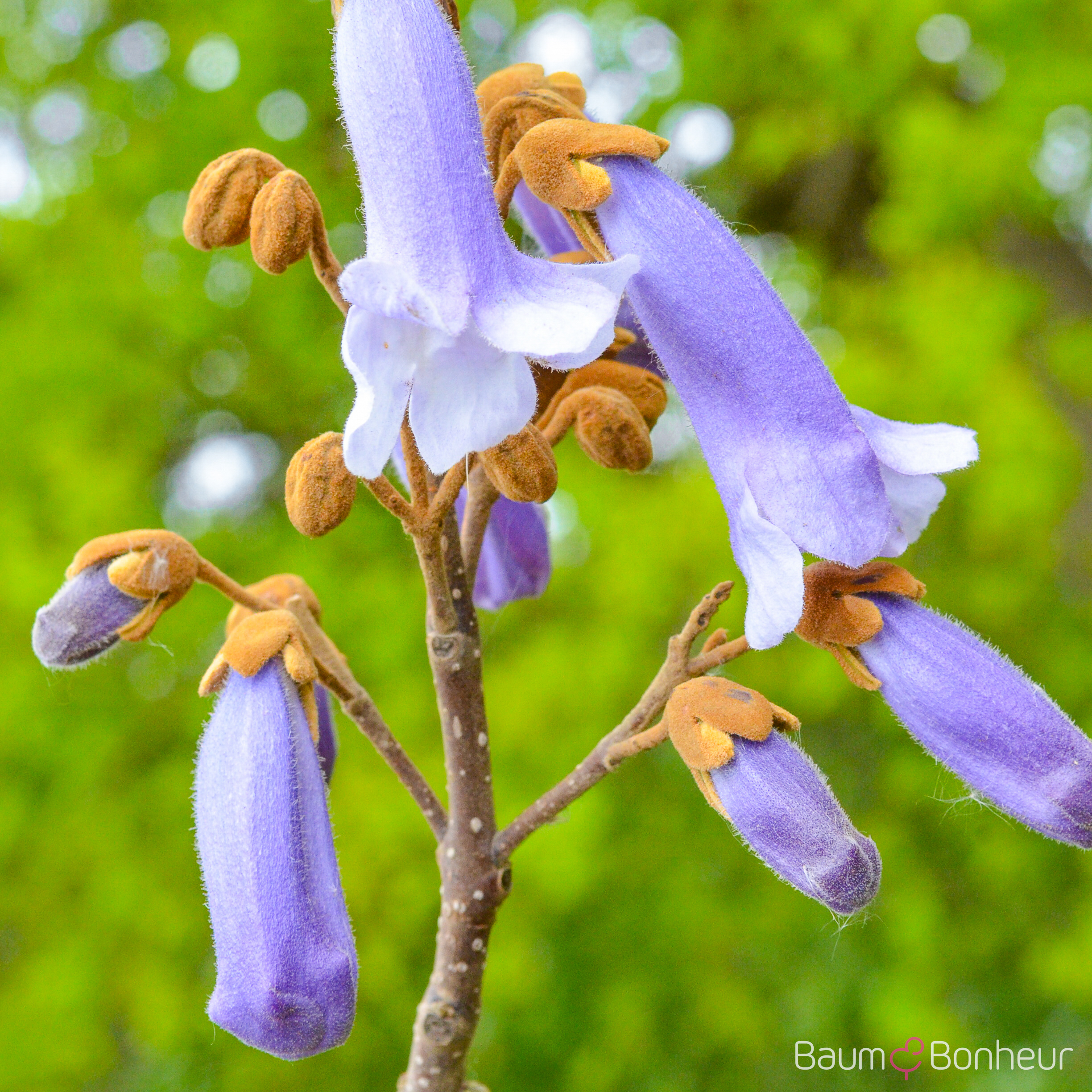 Paulownia tomentosa