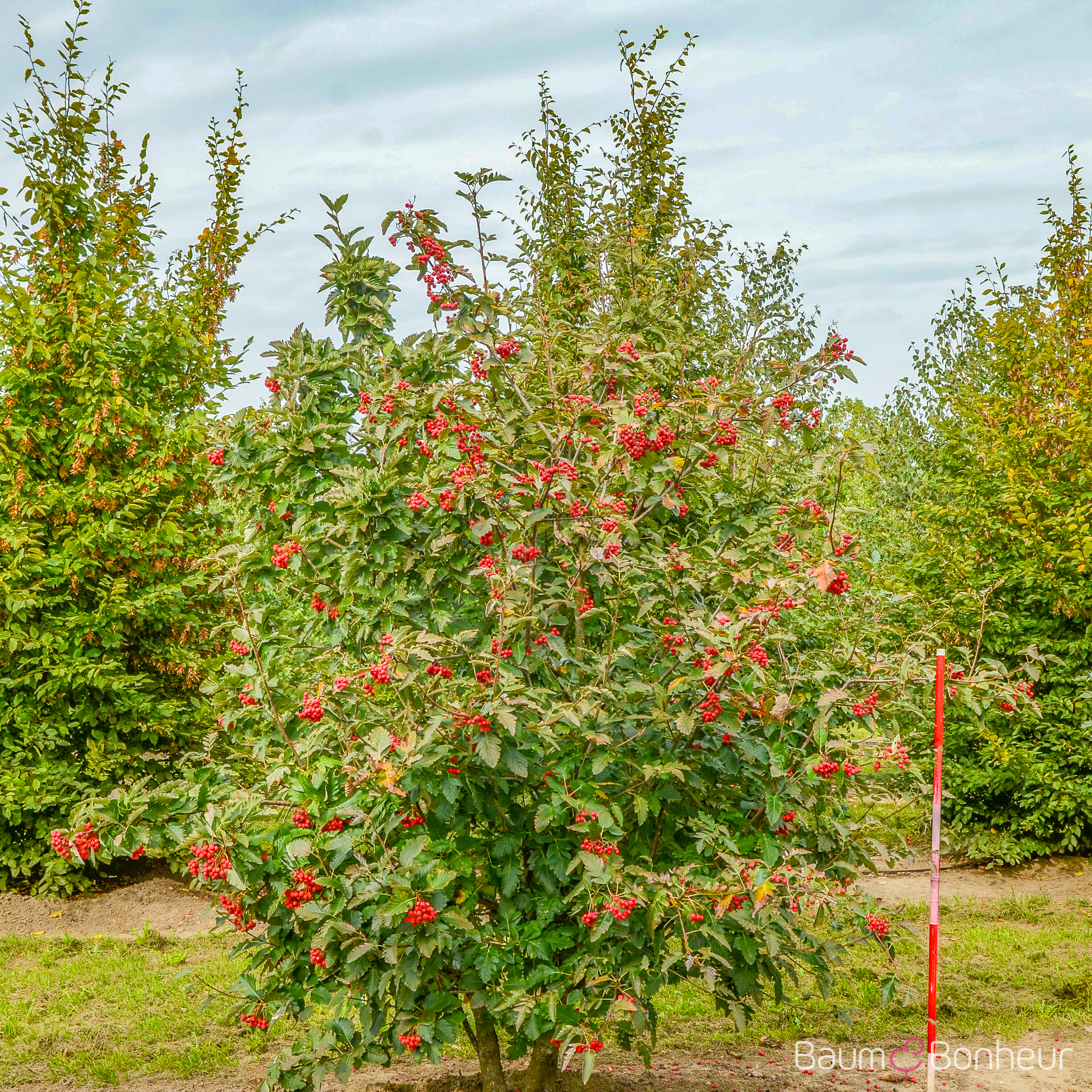 Sorbus intermedia