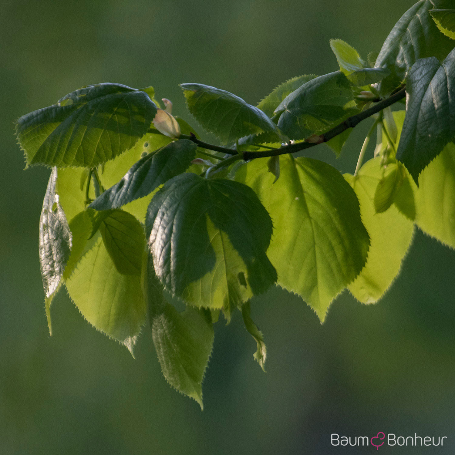 Tilia euchlora