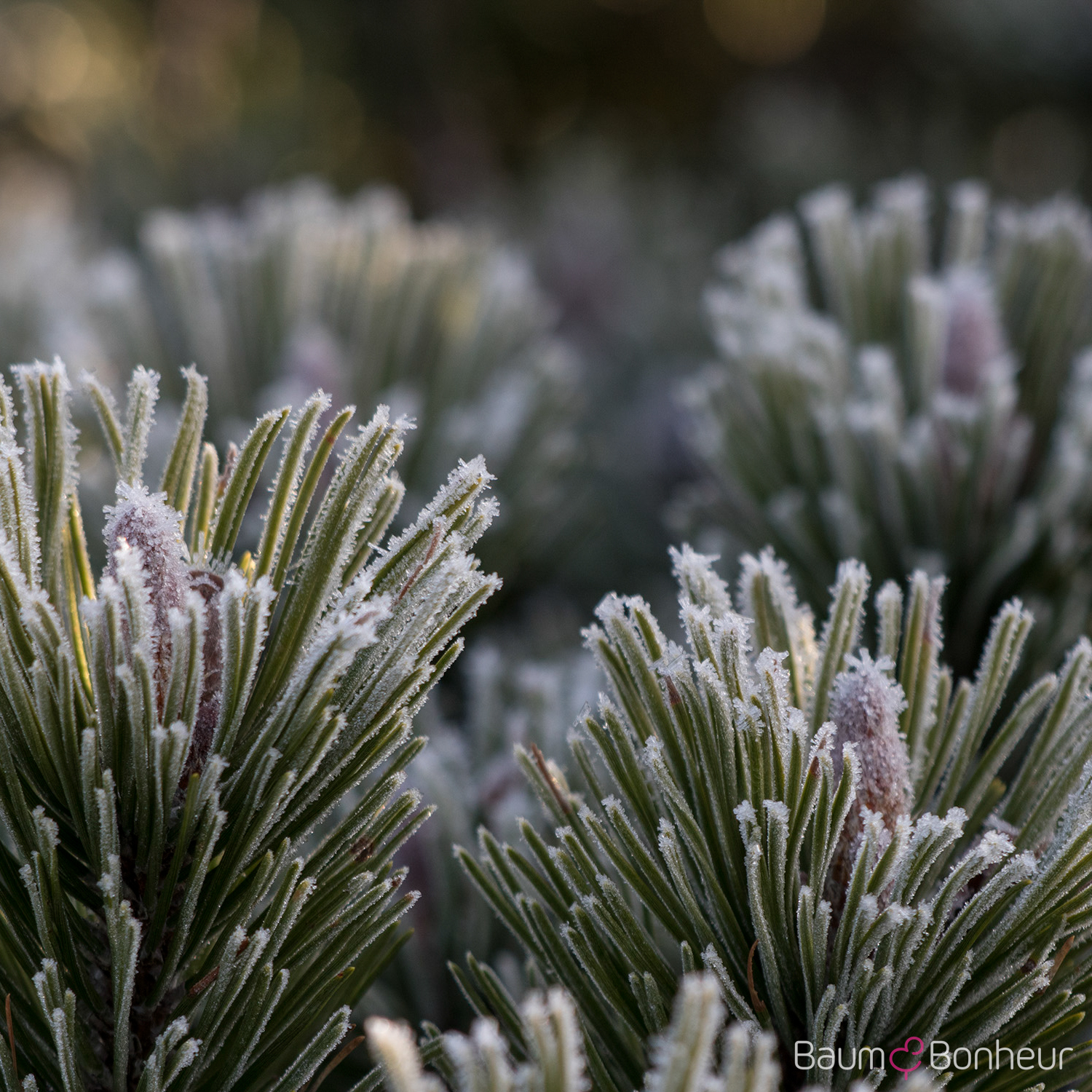 Pinus mugo pumilio
