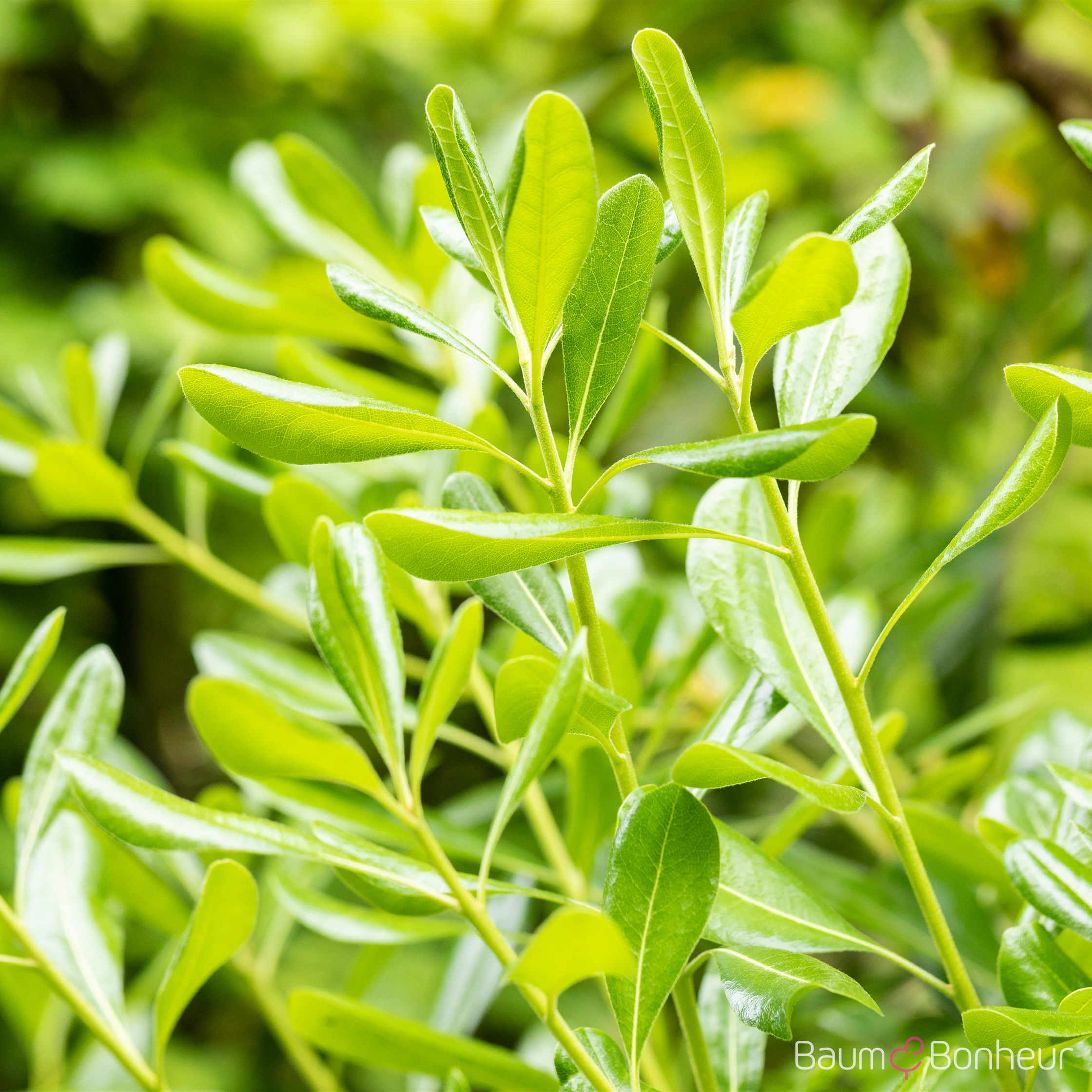 Pittosporum tobira