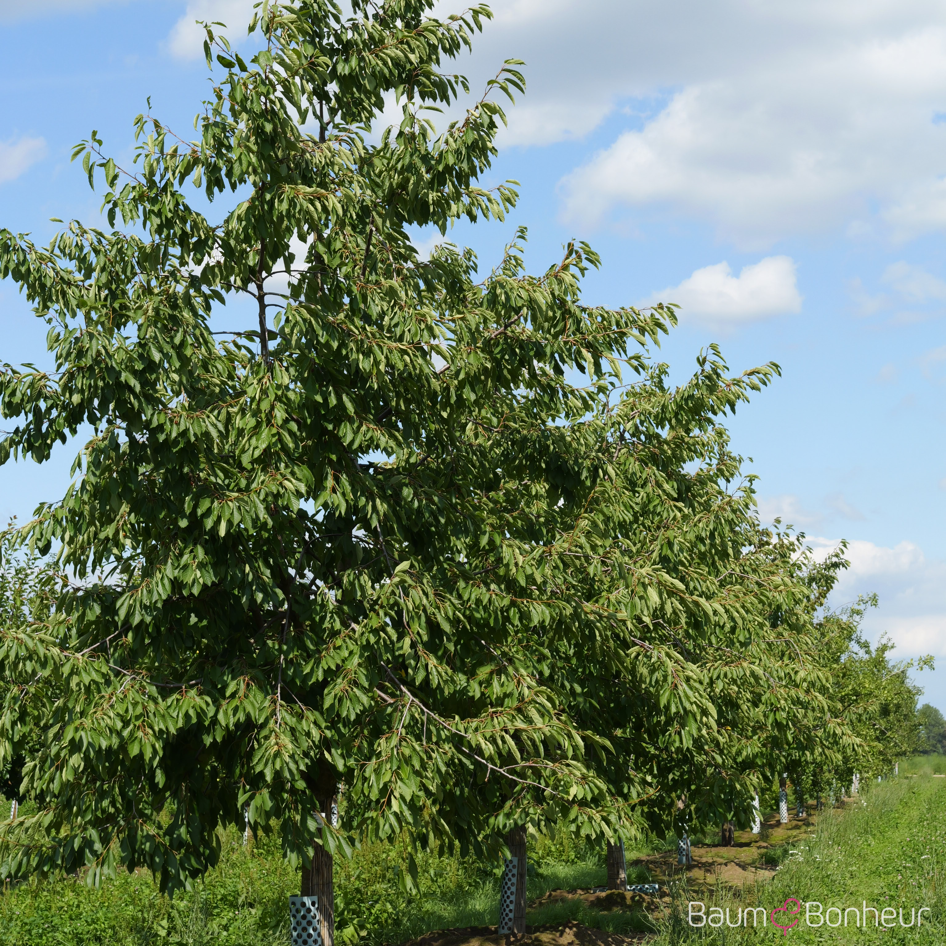 Prunus av. 'Dönissens Gelbe Knorpelkirsche'