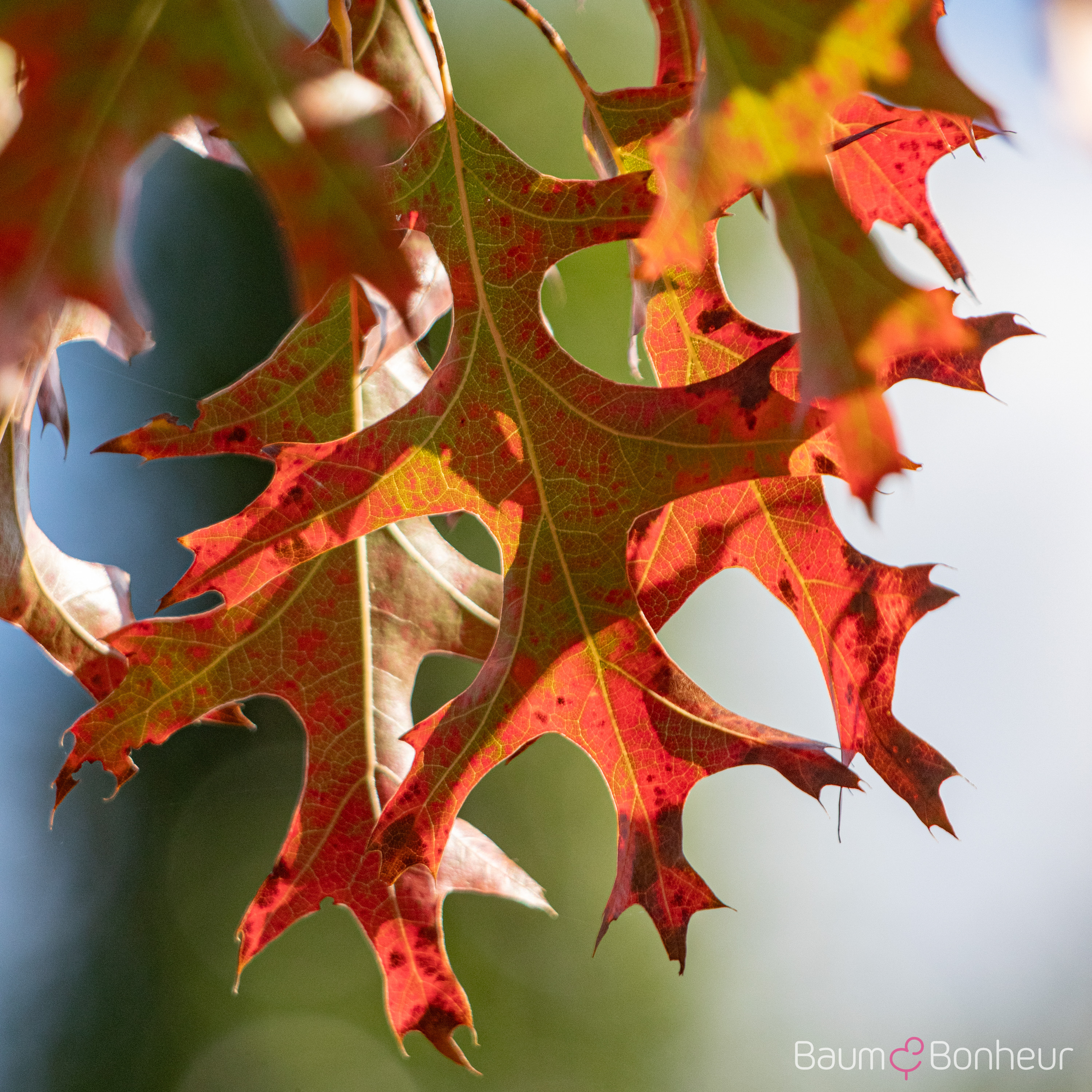 Quercus ellipsoidalis