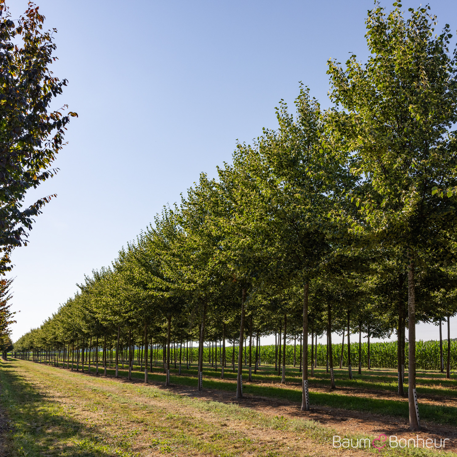 Tilia cordata 'Dila' -S-