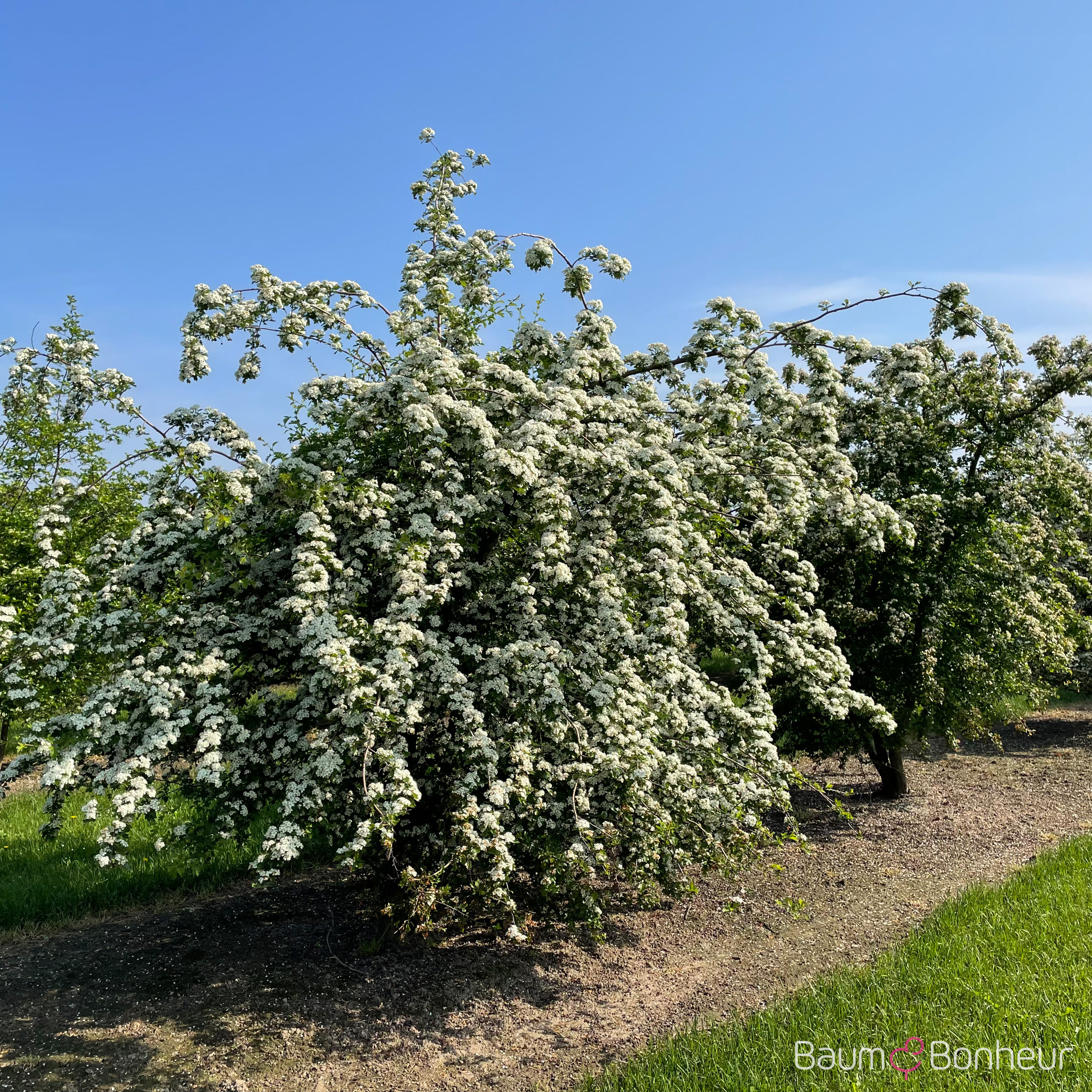 Crataegus monogyna