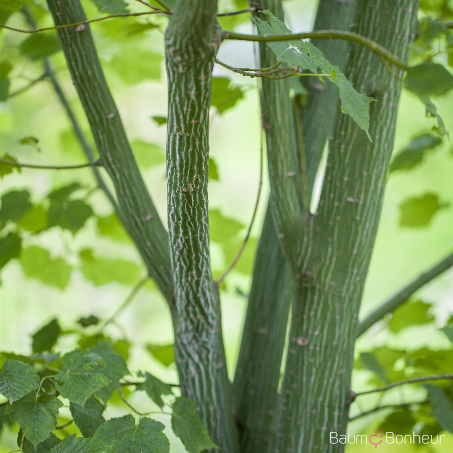 Acer davidii