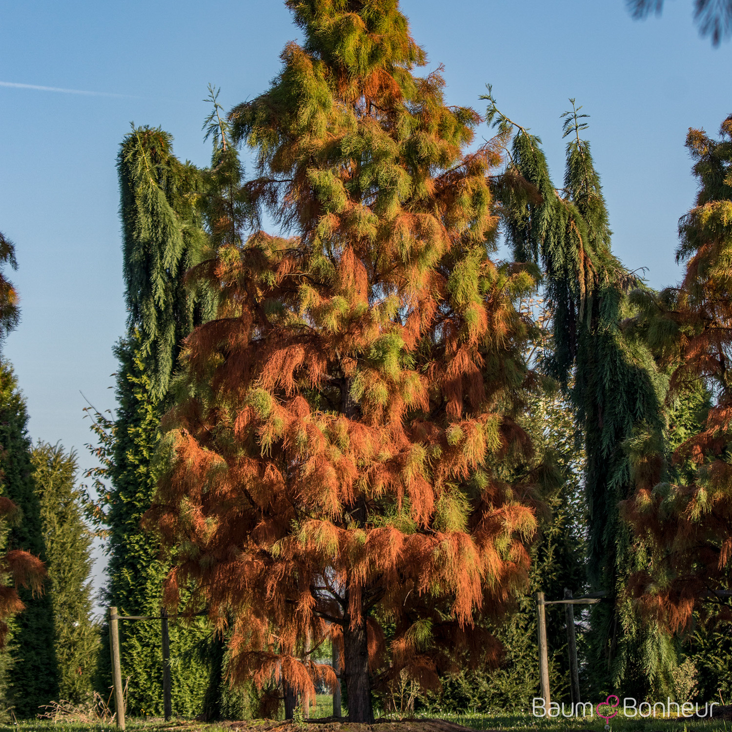 Taxodium distichum 'Nutans'