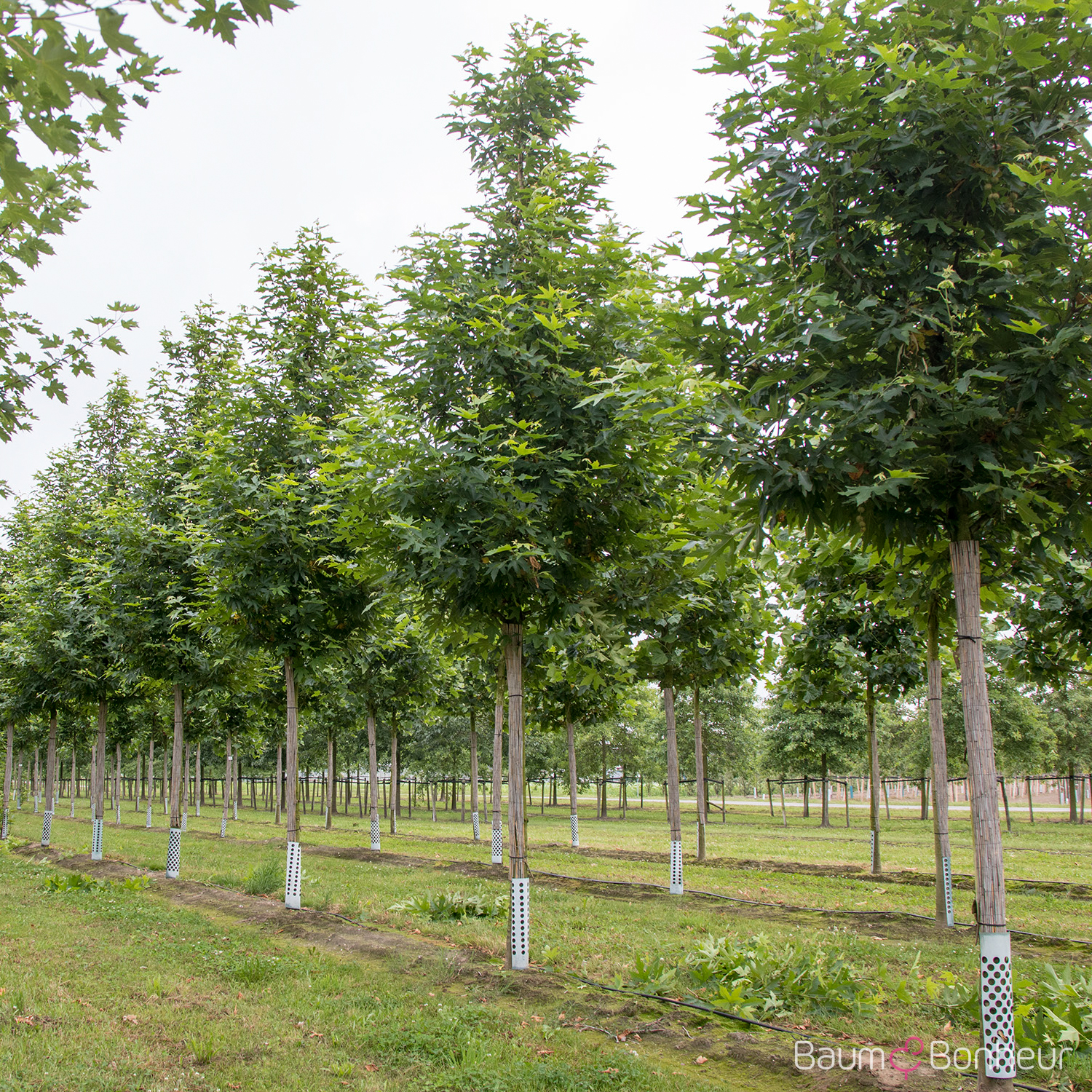 Platanus orientalis 'Minaret'
