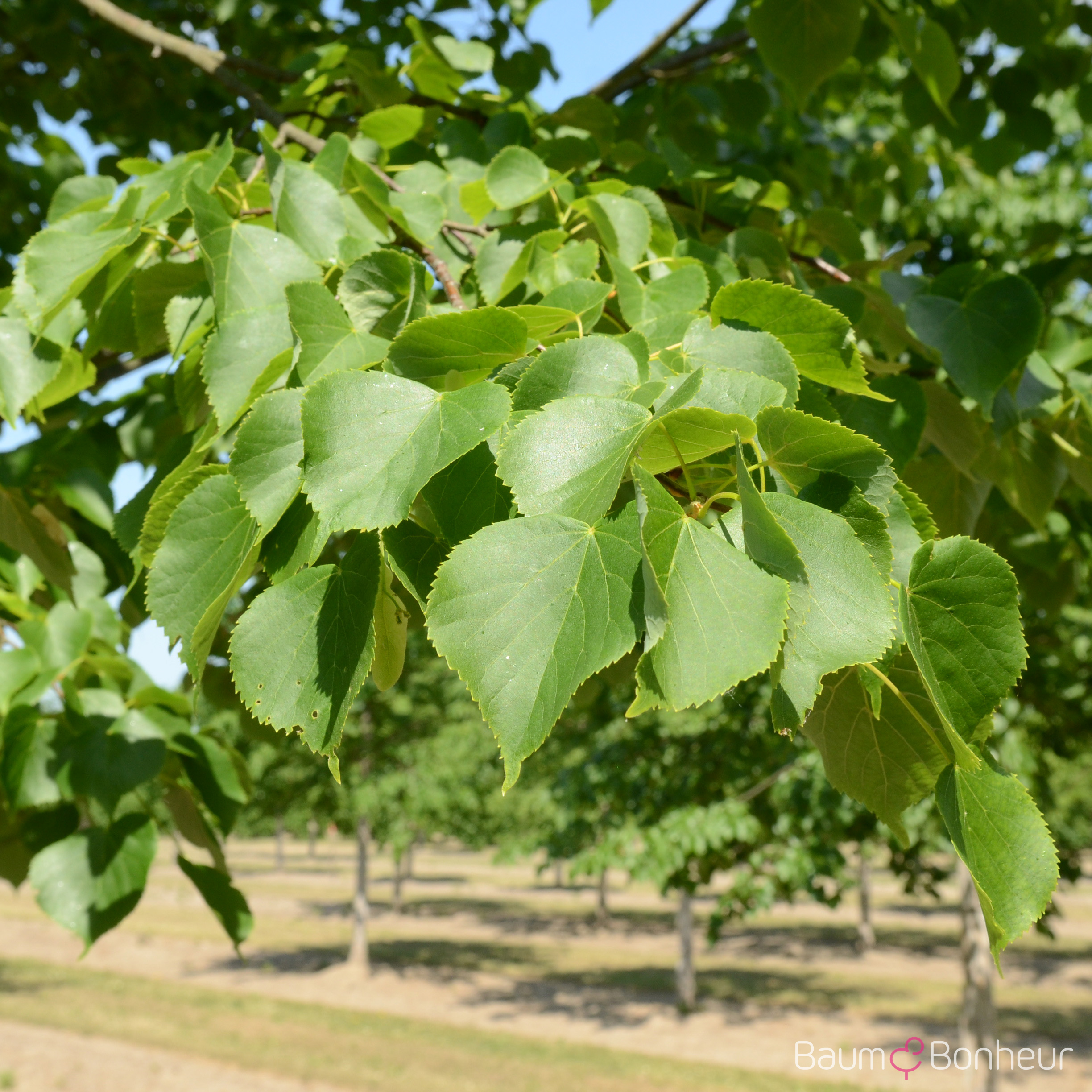 Tilia cordata 'Roelvo'