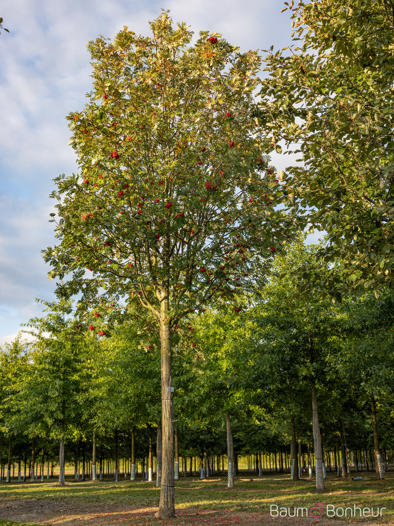 Sorbus aucuparia 'Sheerwater Seedling'