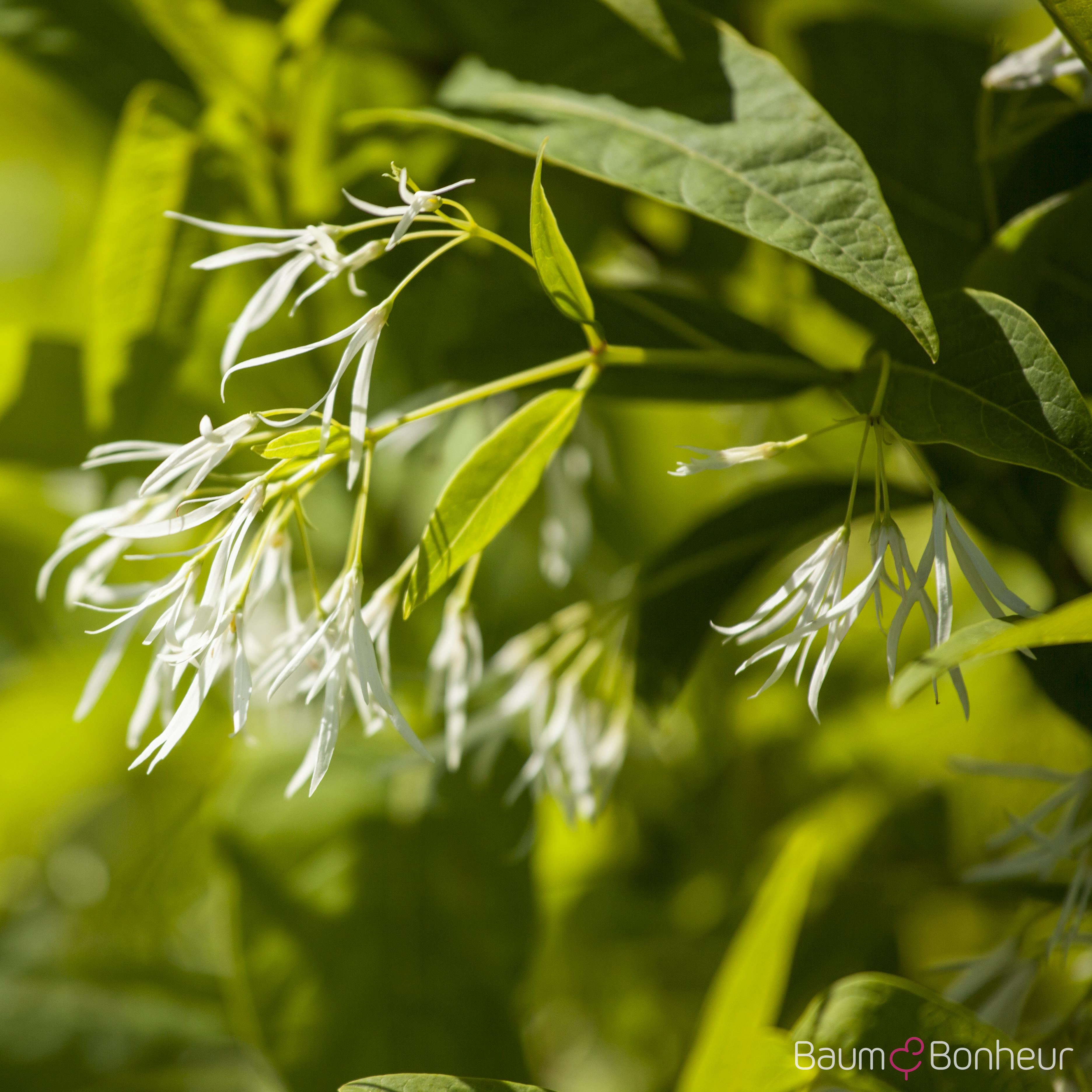 Chionanthus virginicus