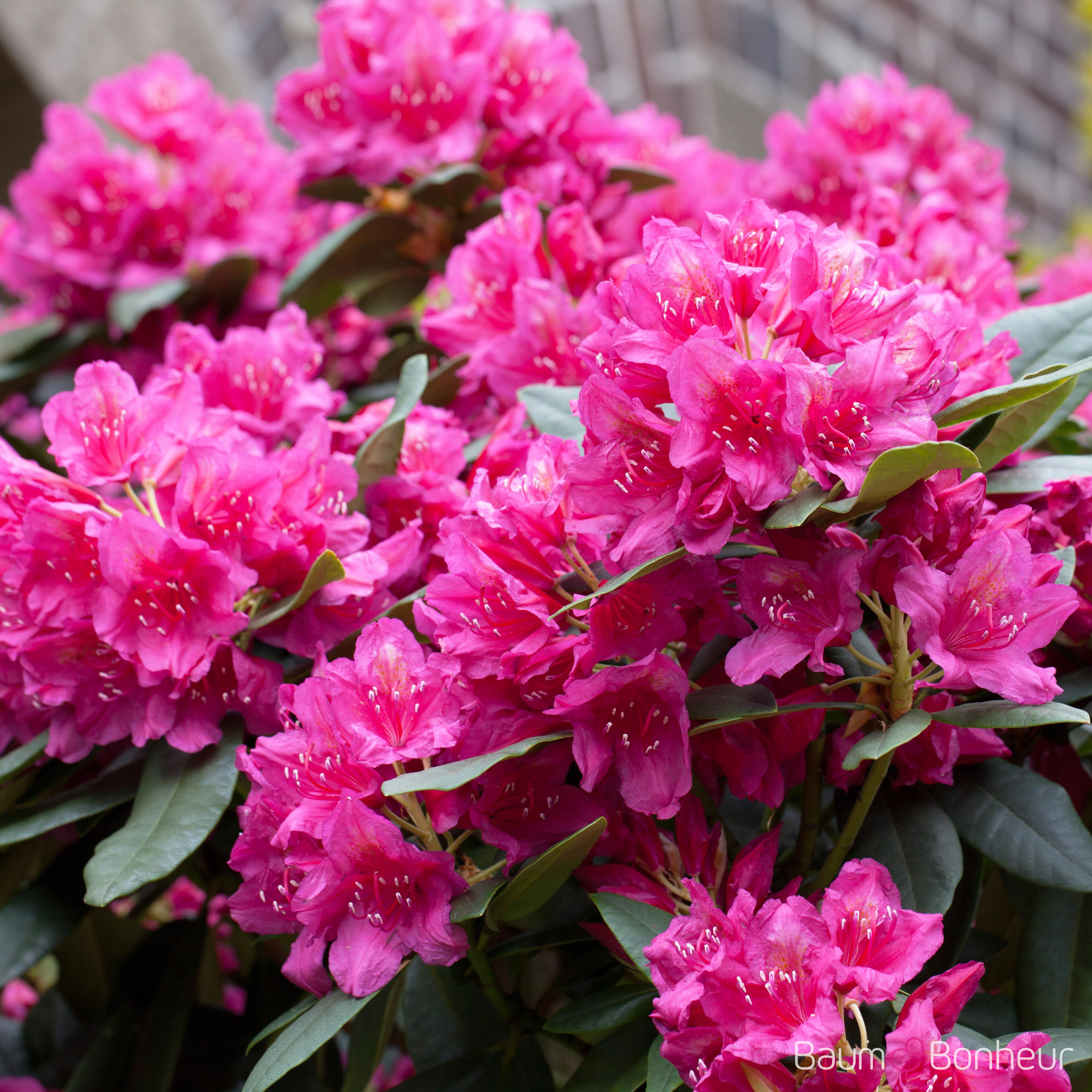 Rhododendron 'Dr. H.C. Dresselhuys'
