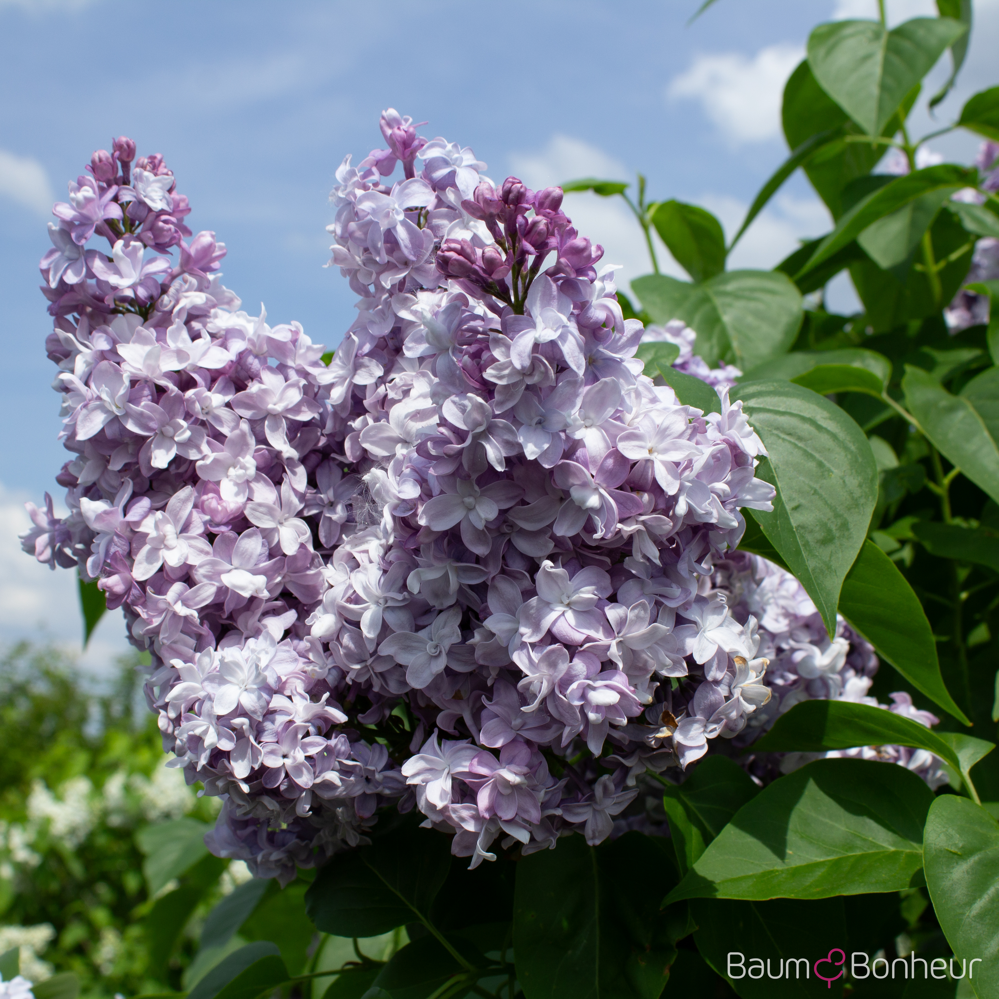 Syringa vulgaris 'Nadezhda'