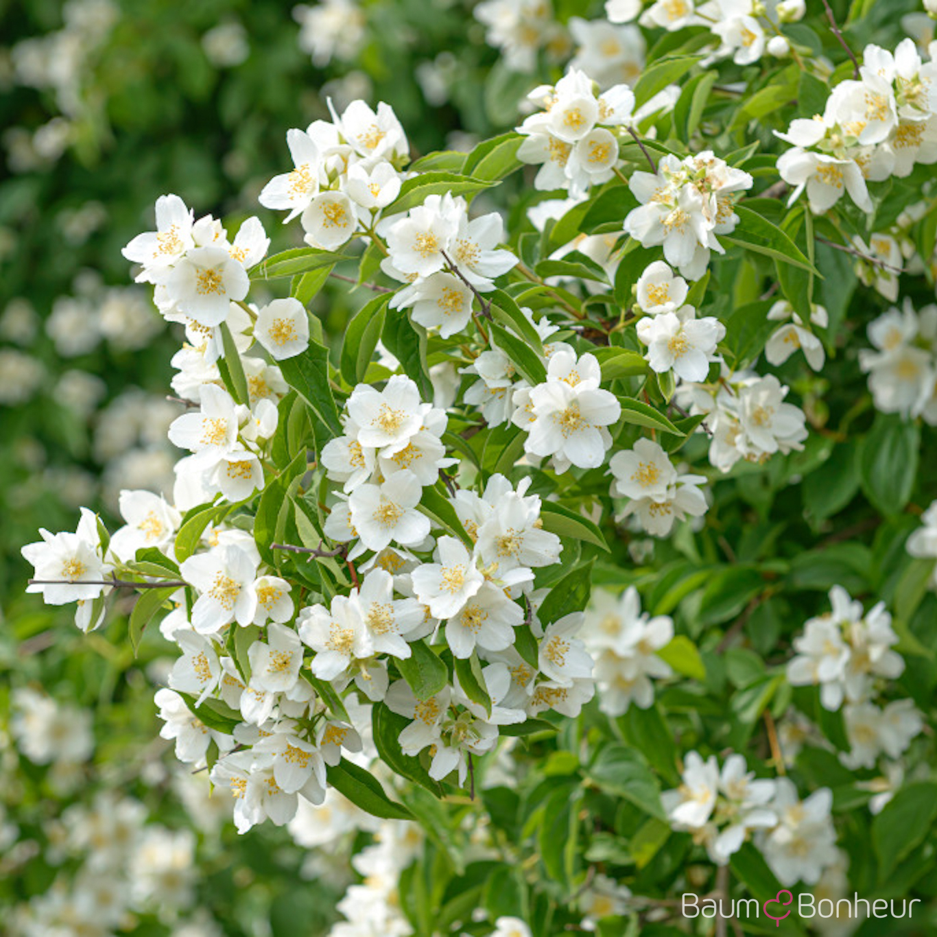 Philadelphus 'Erectus'