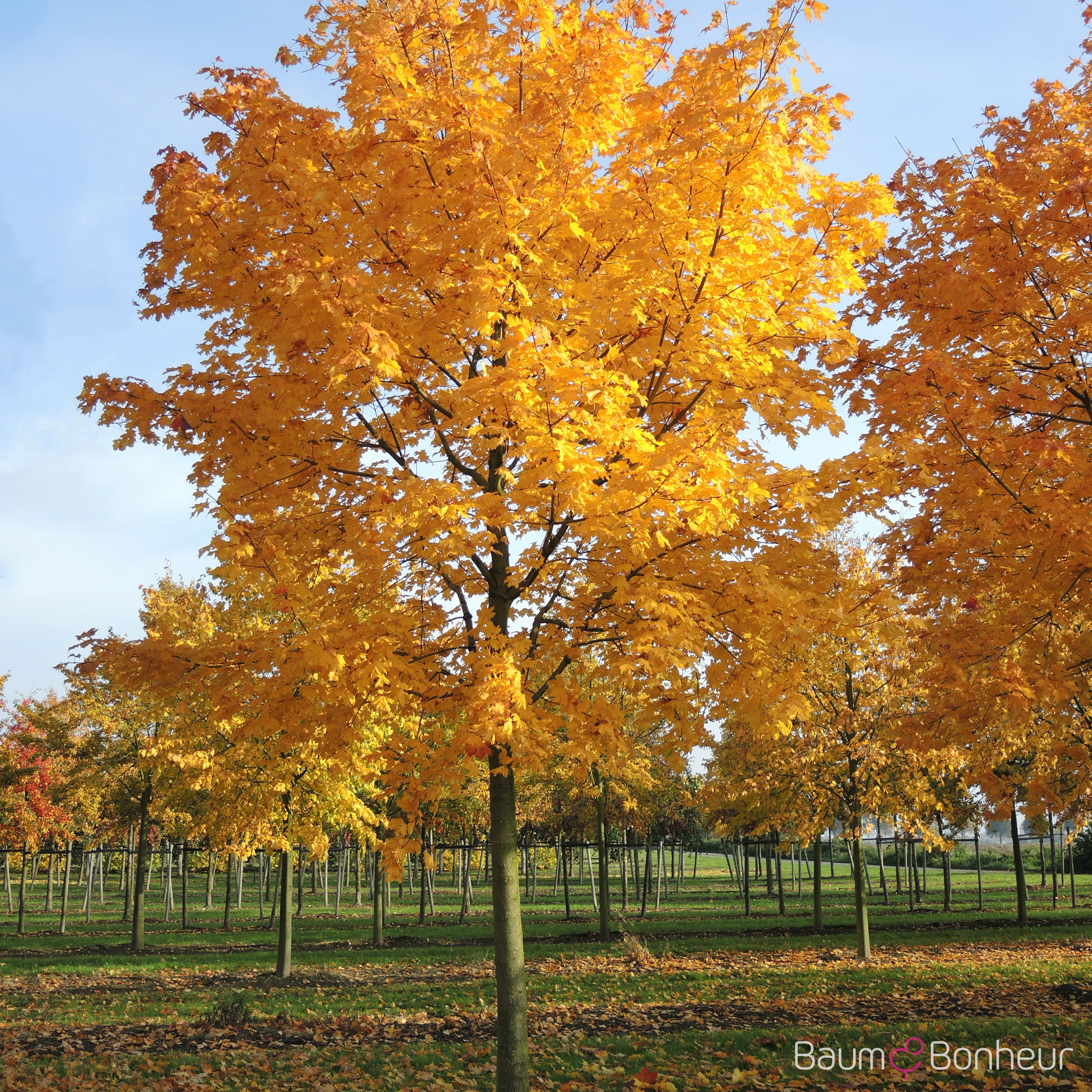 Acer platanoides