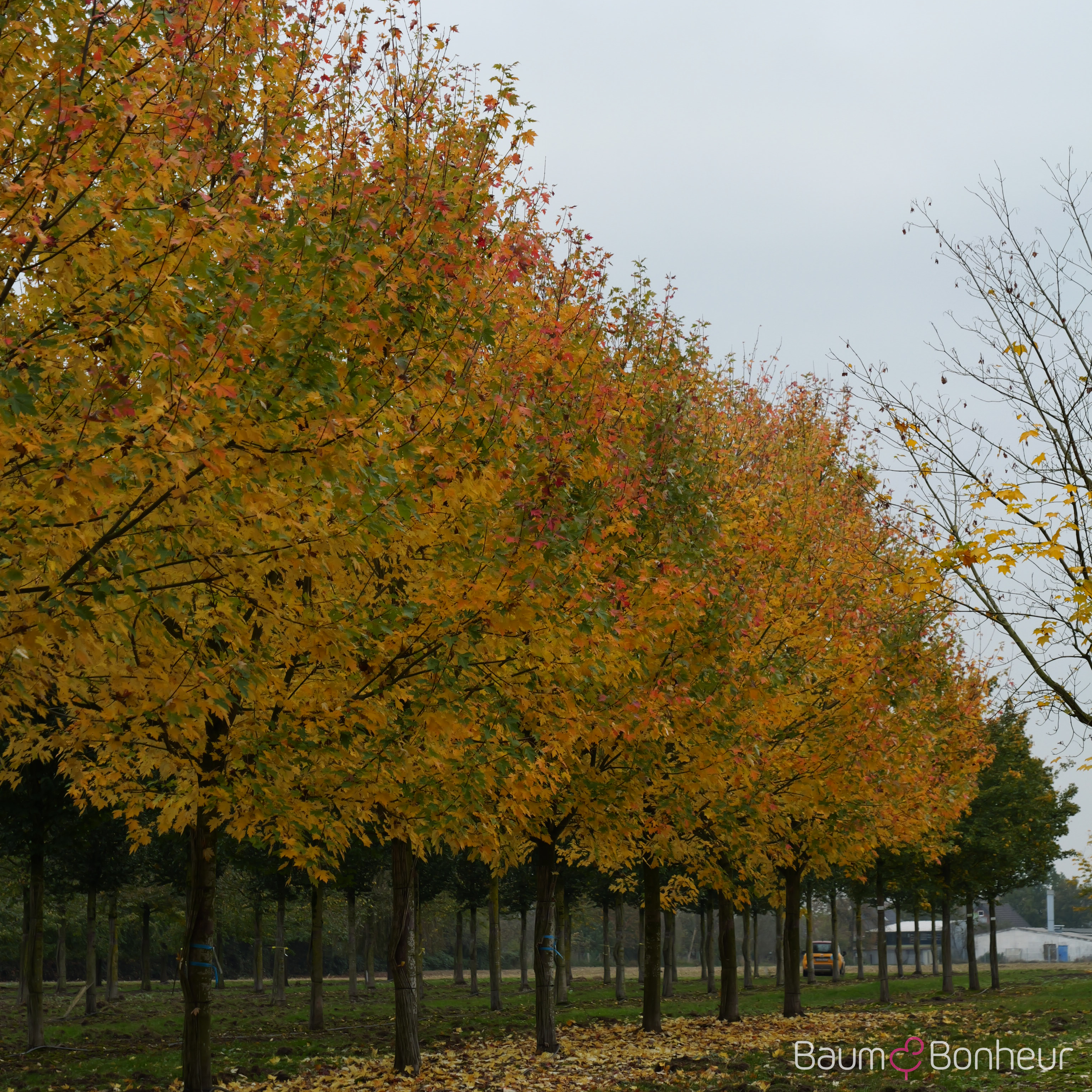 Acer x freemanii 'Celzam'