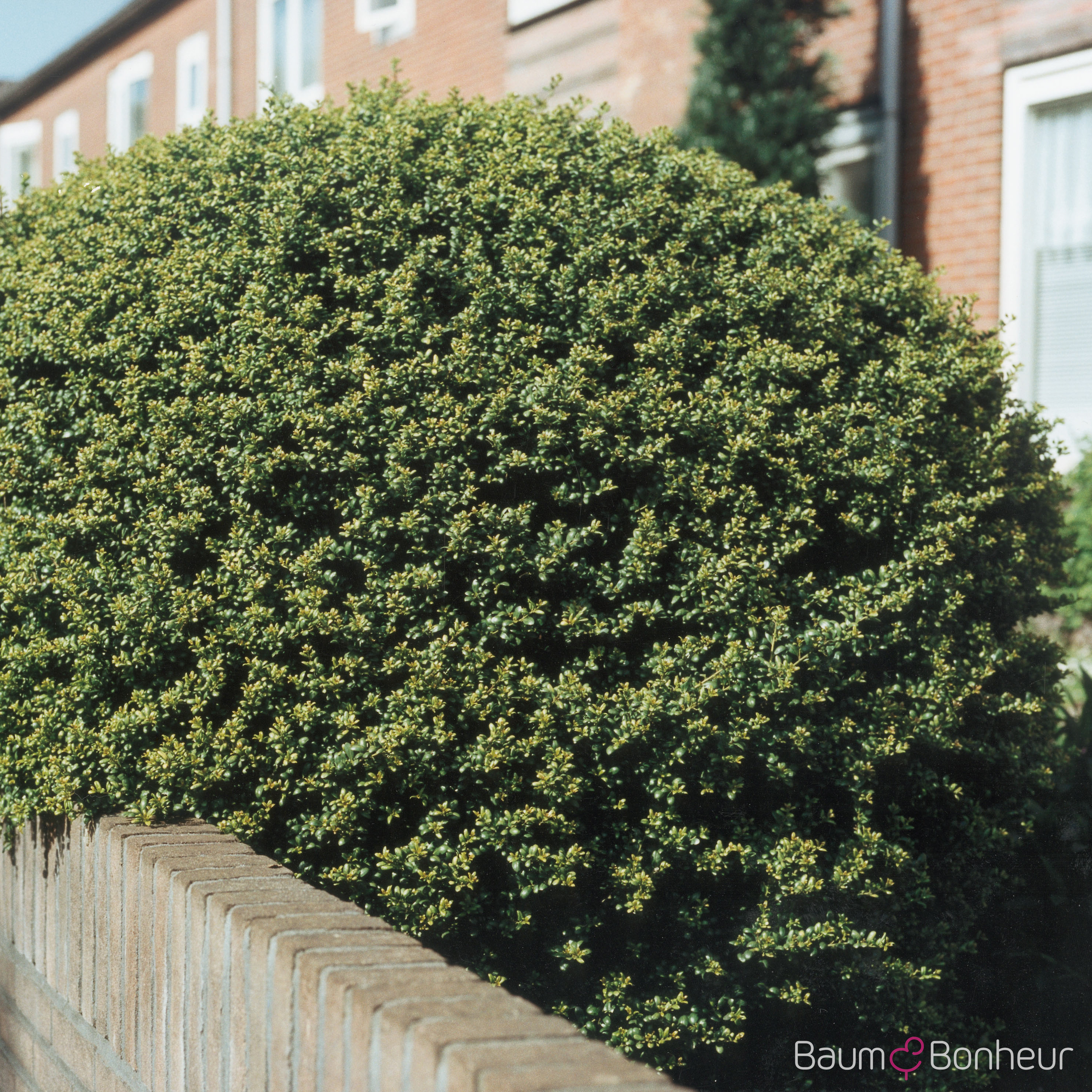 Ilex crenata 'Convexa'