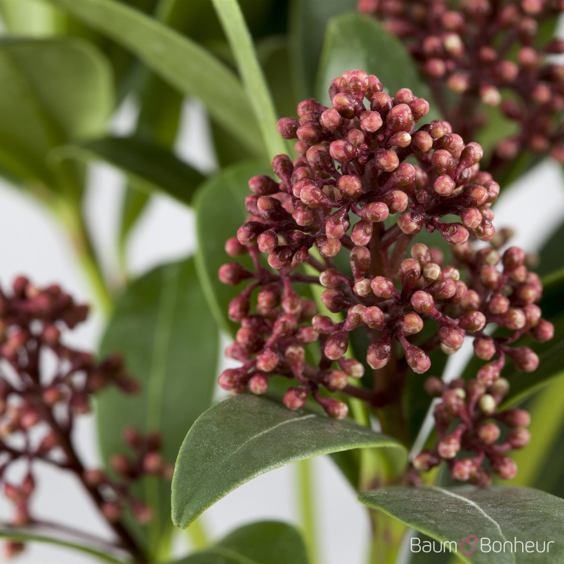 Skimmia japonica 'Rubella'