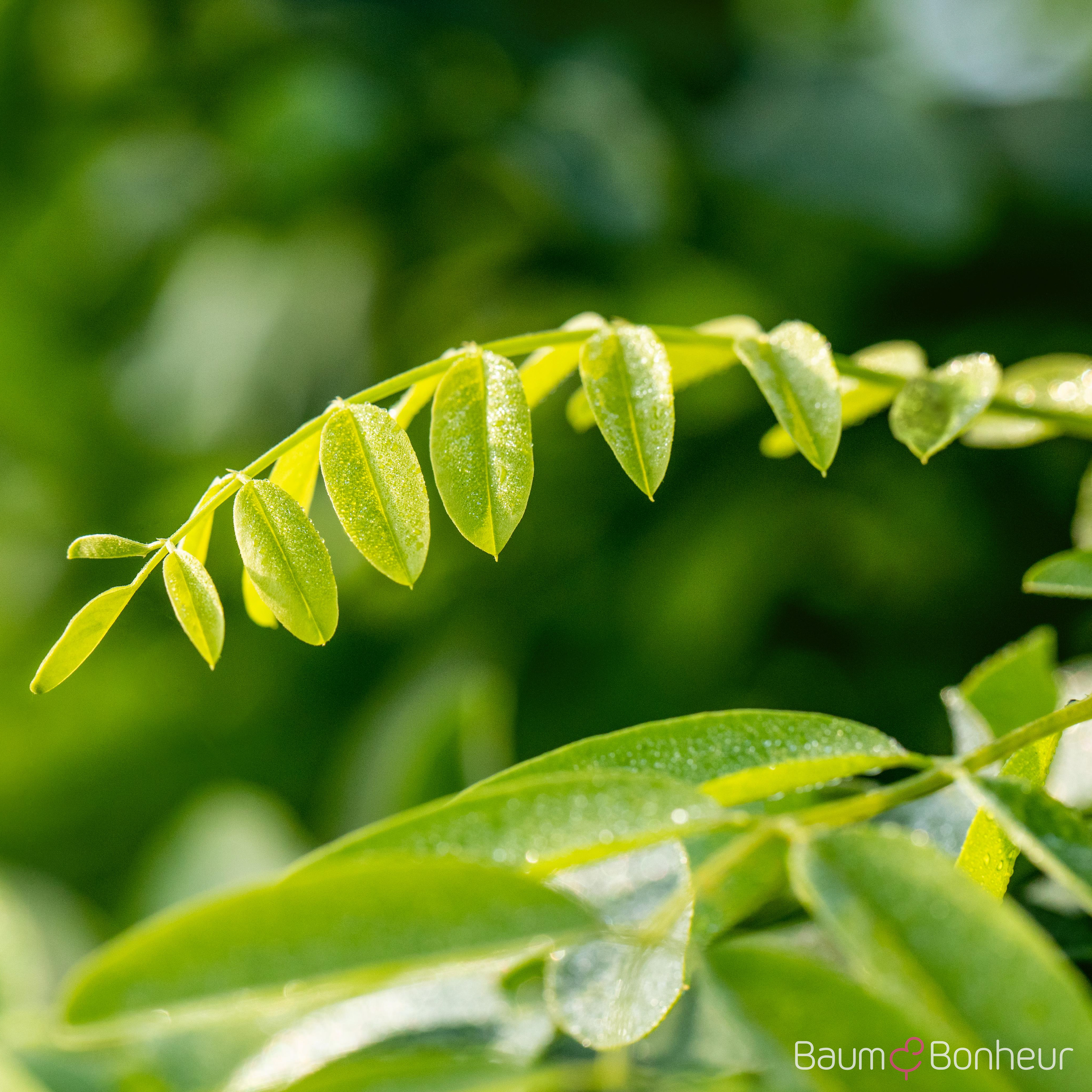 Robinia pseudoacacia 'Umbraculifera'