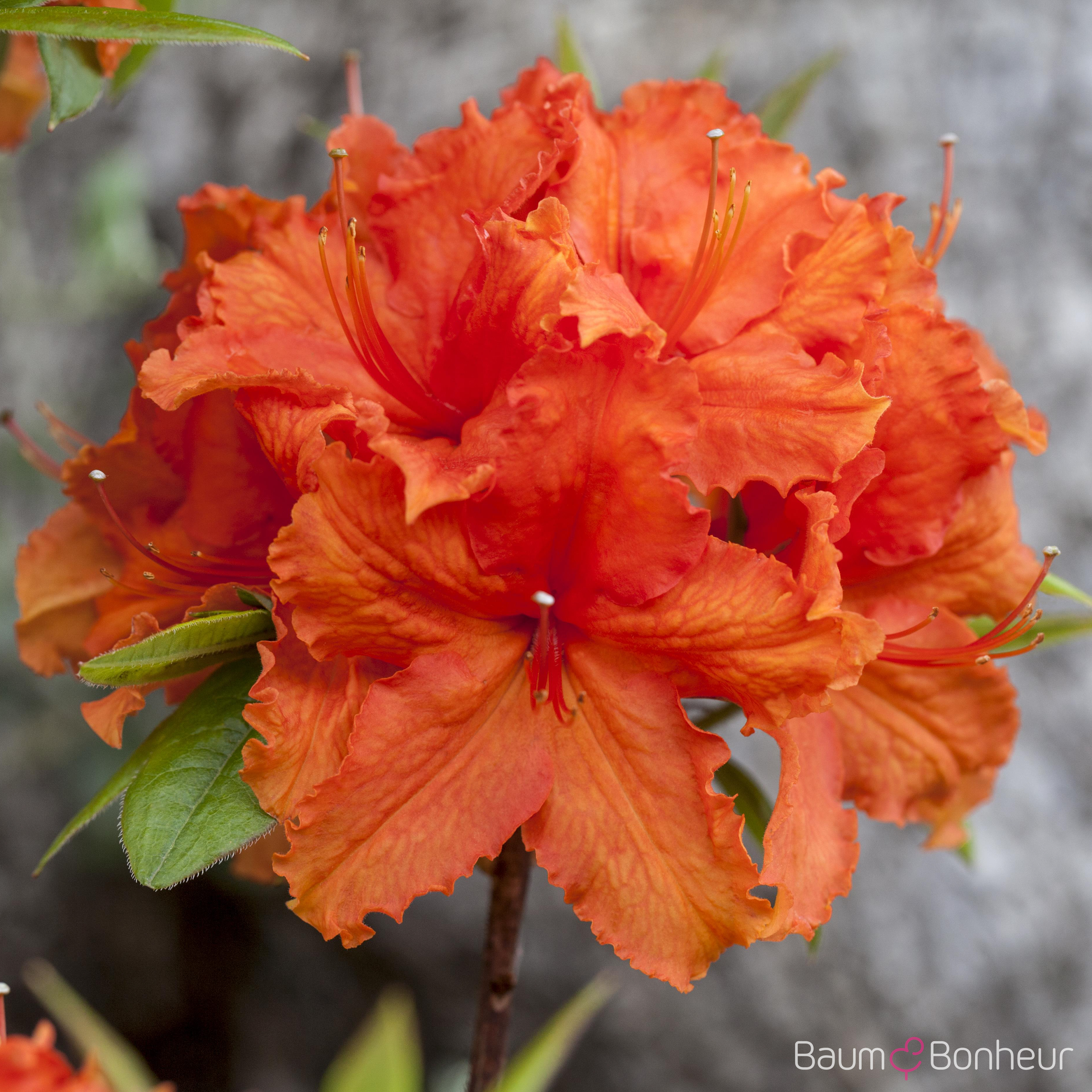 Rhododendron luteum 'Golden Eagle'