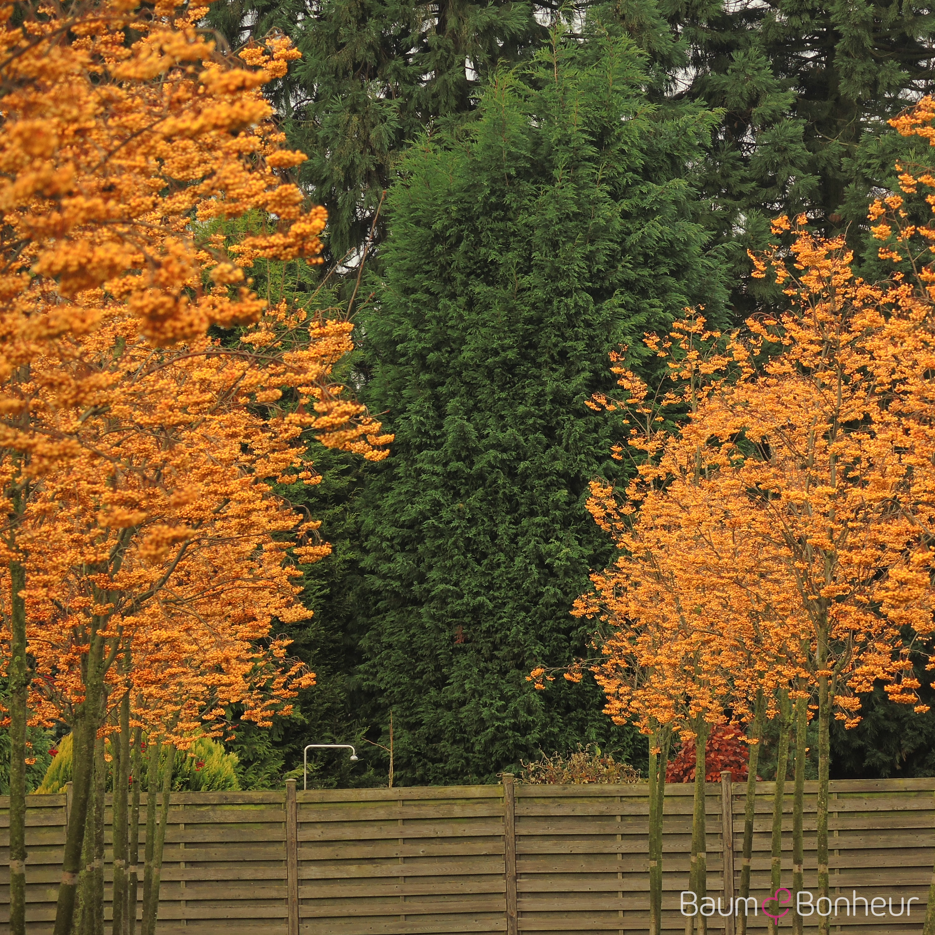 Sorbus 'Joseph Rock'