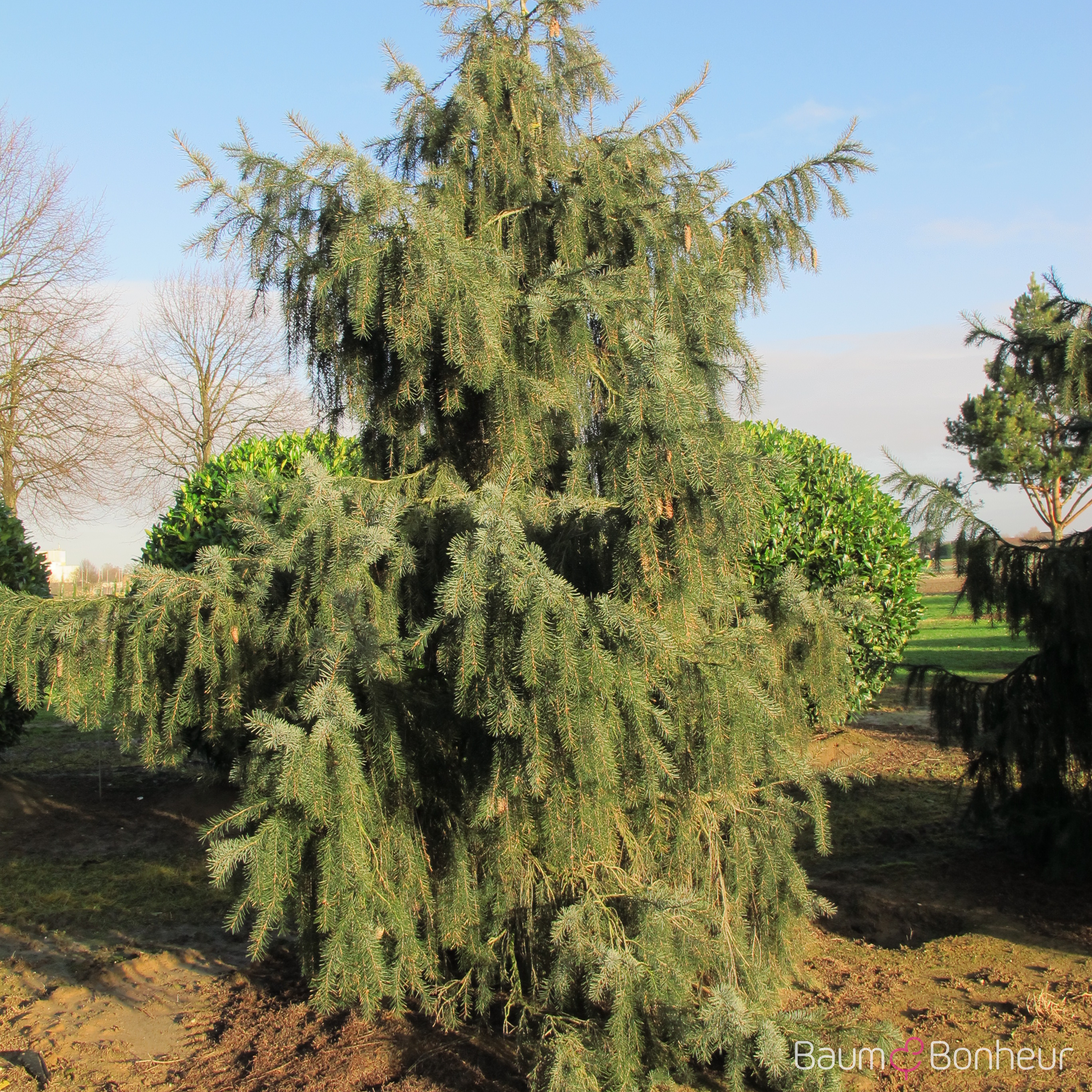 Picea breweriana