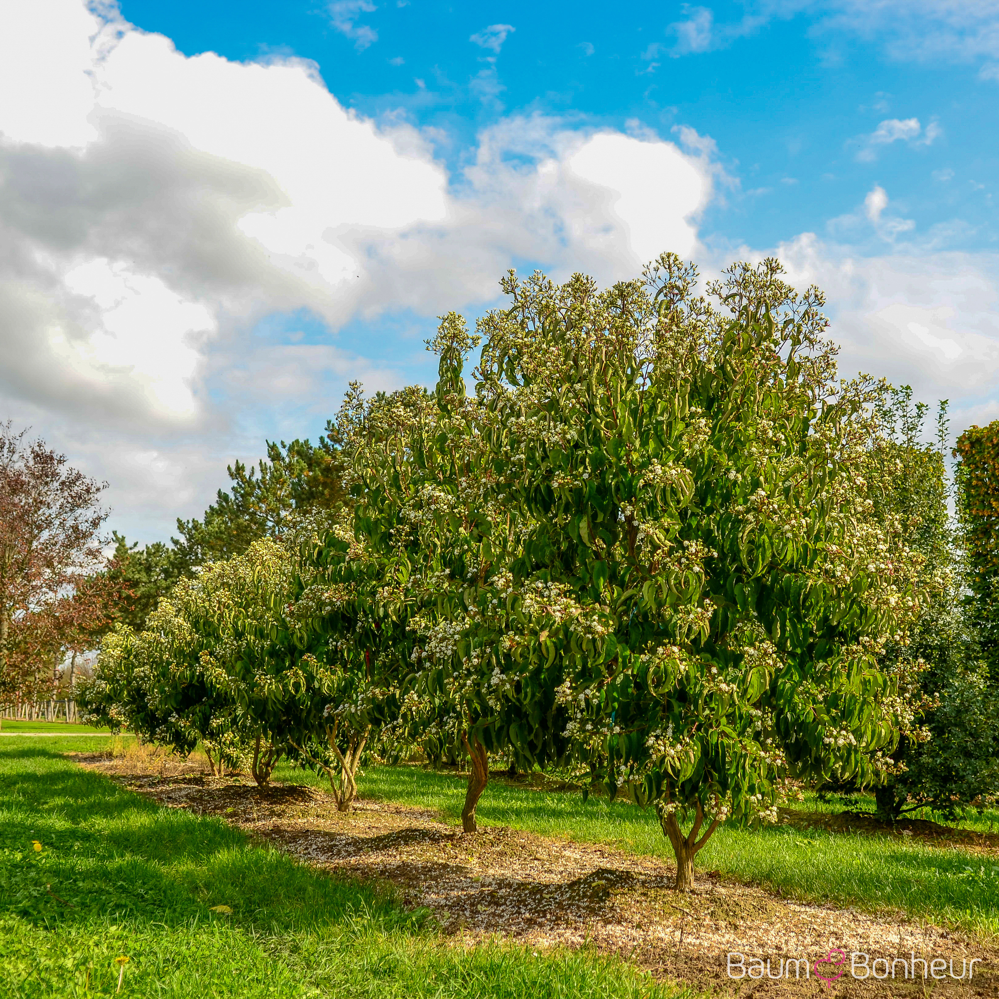 Heptacodium miconioides