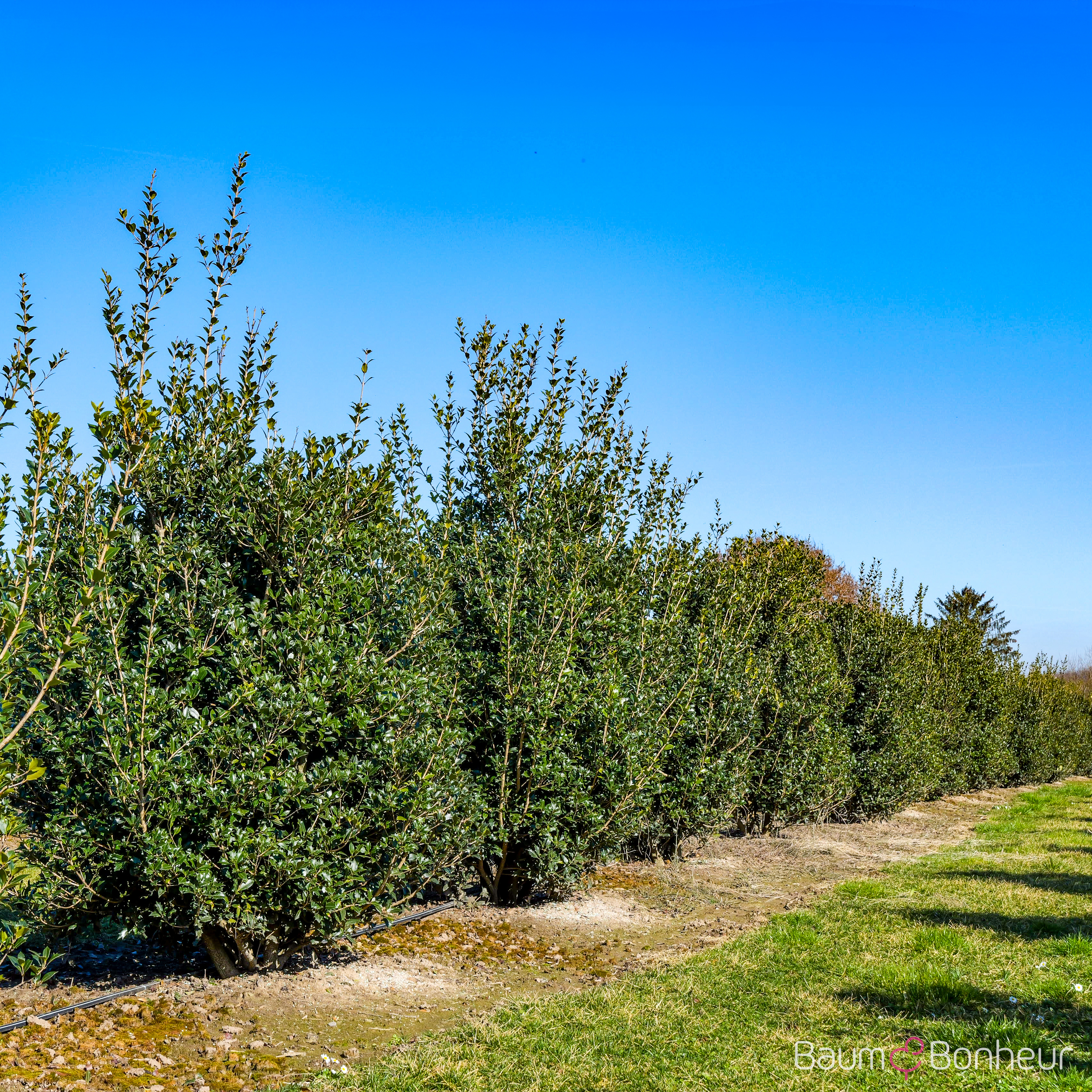 Osmanthus heterophyllus