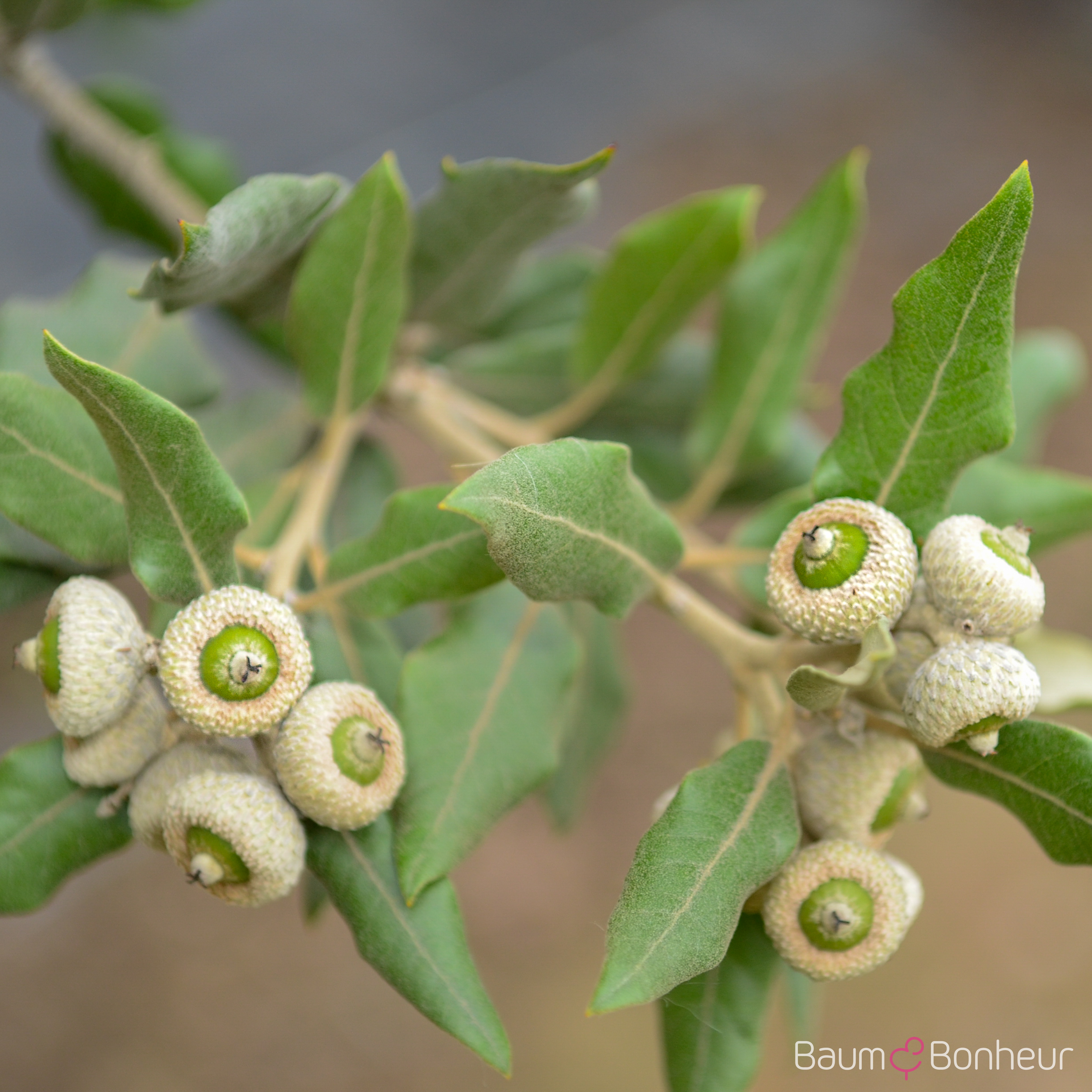 Quercus ilex