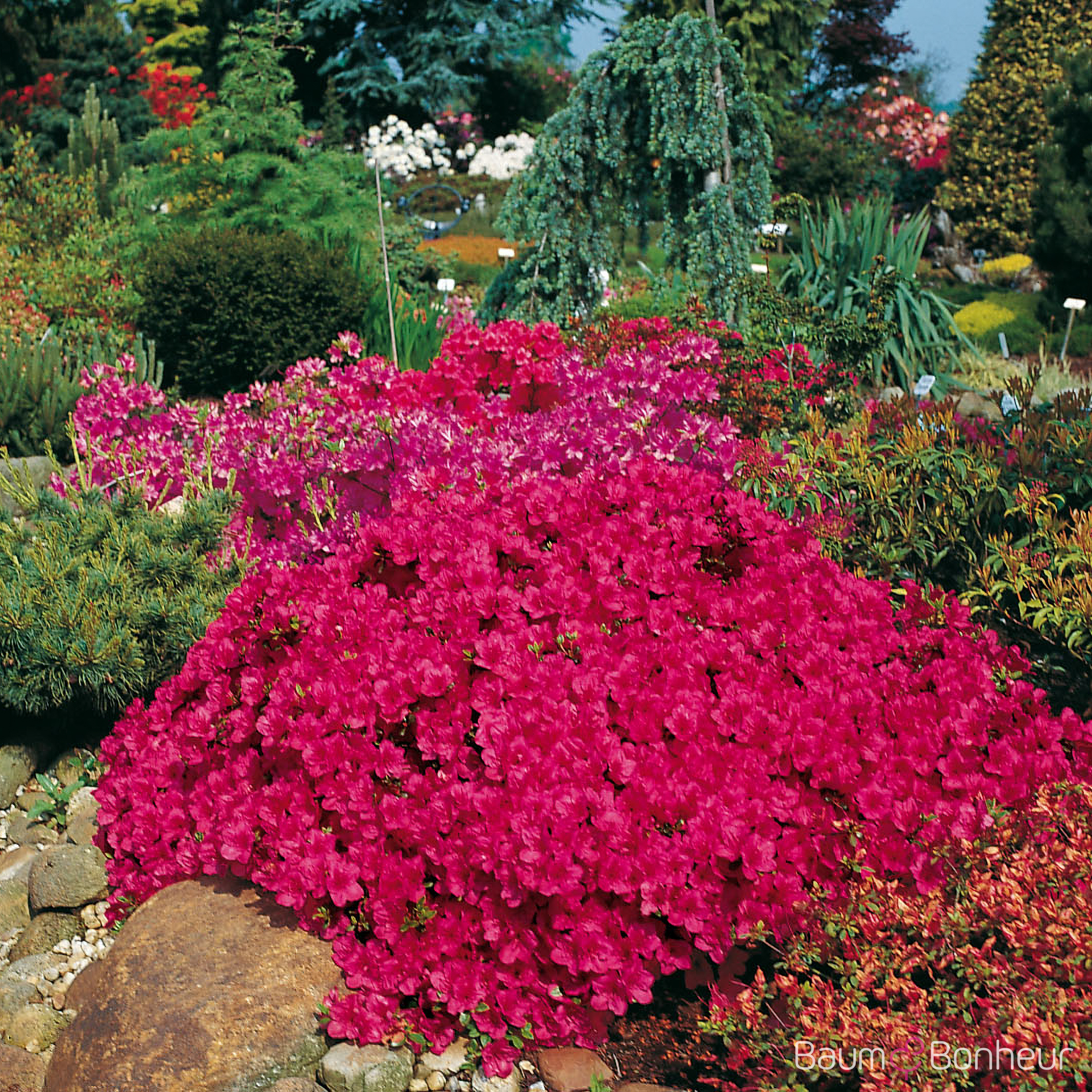 Rhododendron BGA 'Diamant Purpur'®