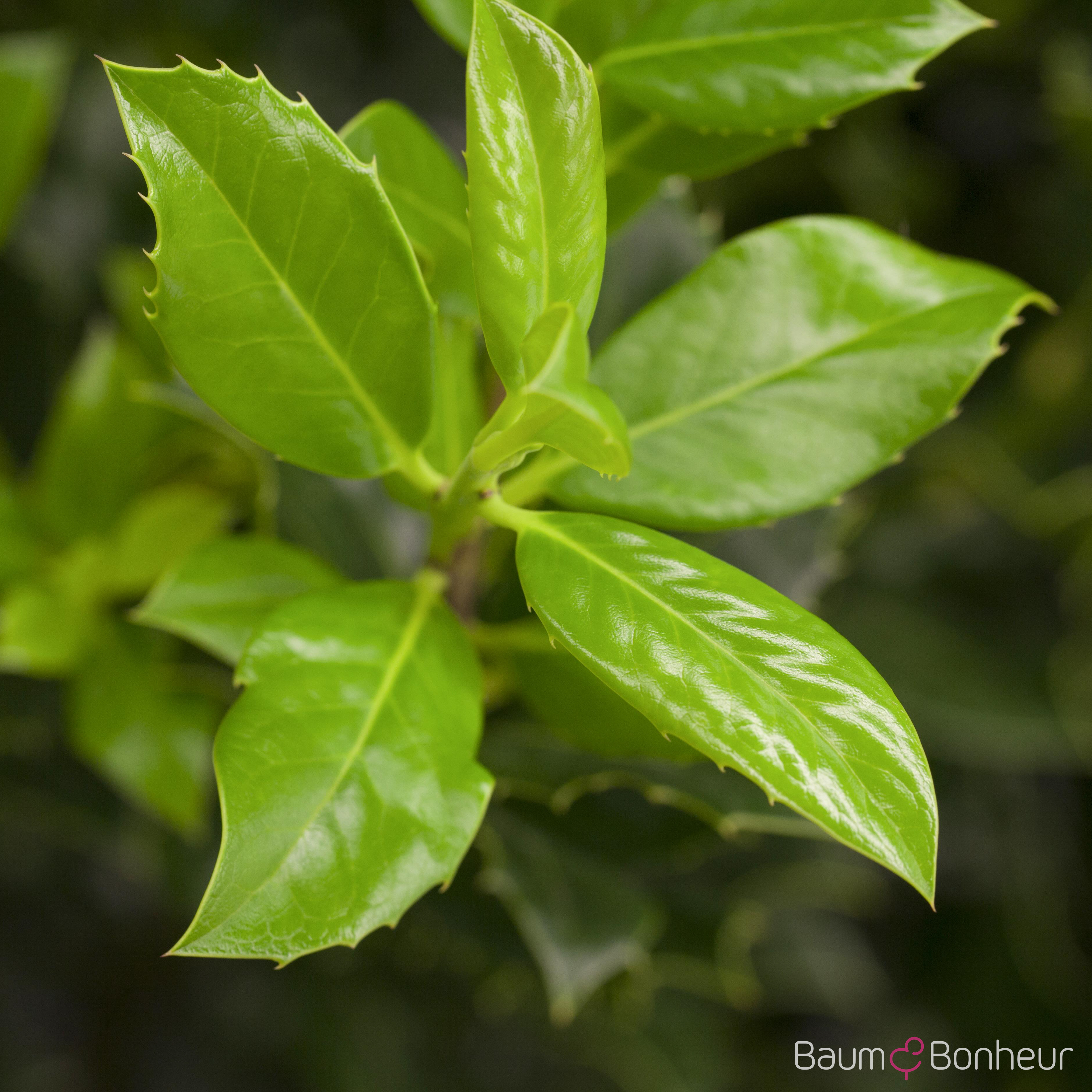Ilex aquifolium 'J.C. van Tol'