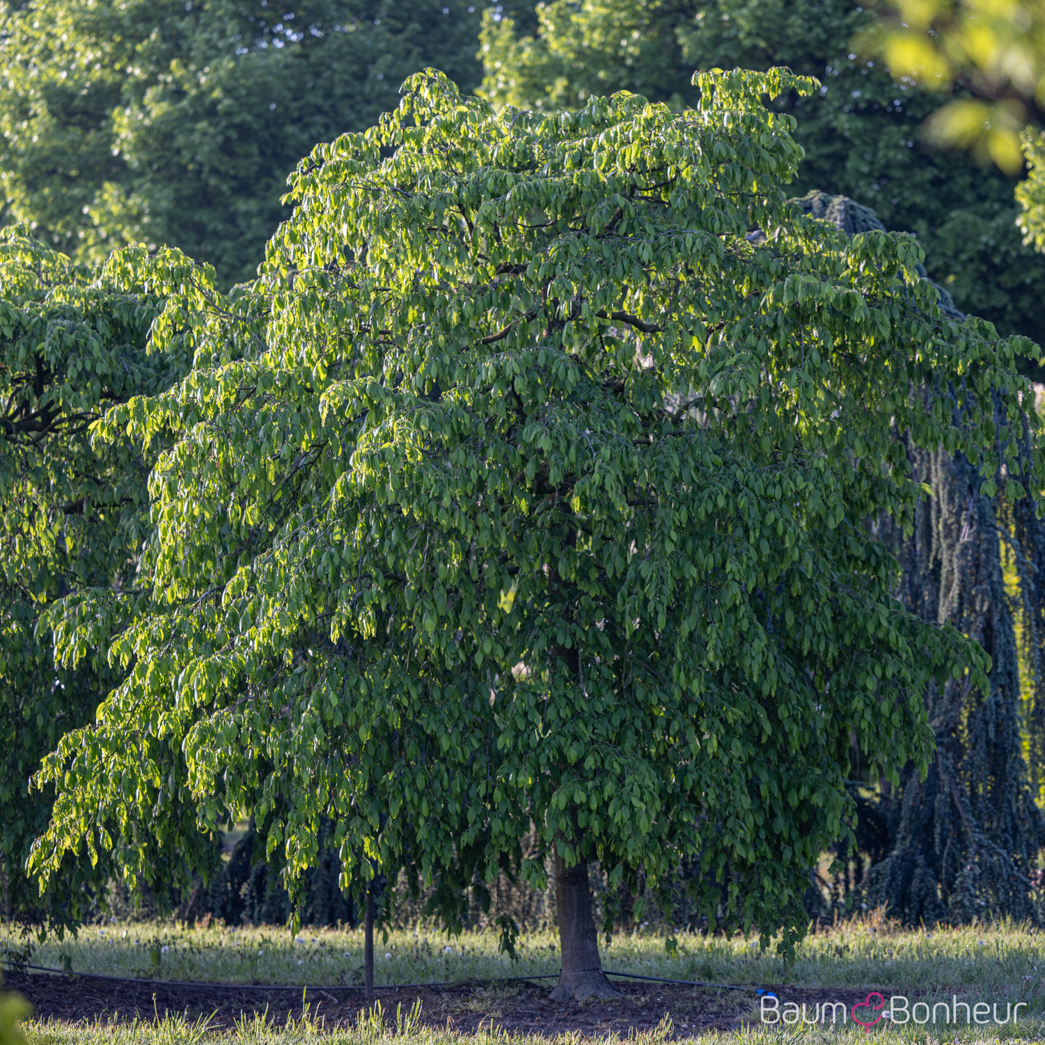 Carpinus betulus 'Pendula'