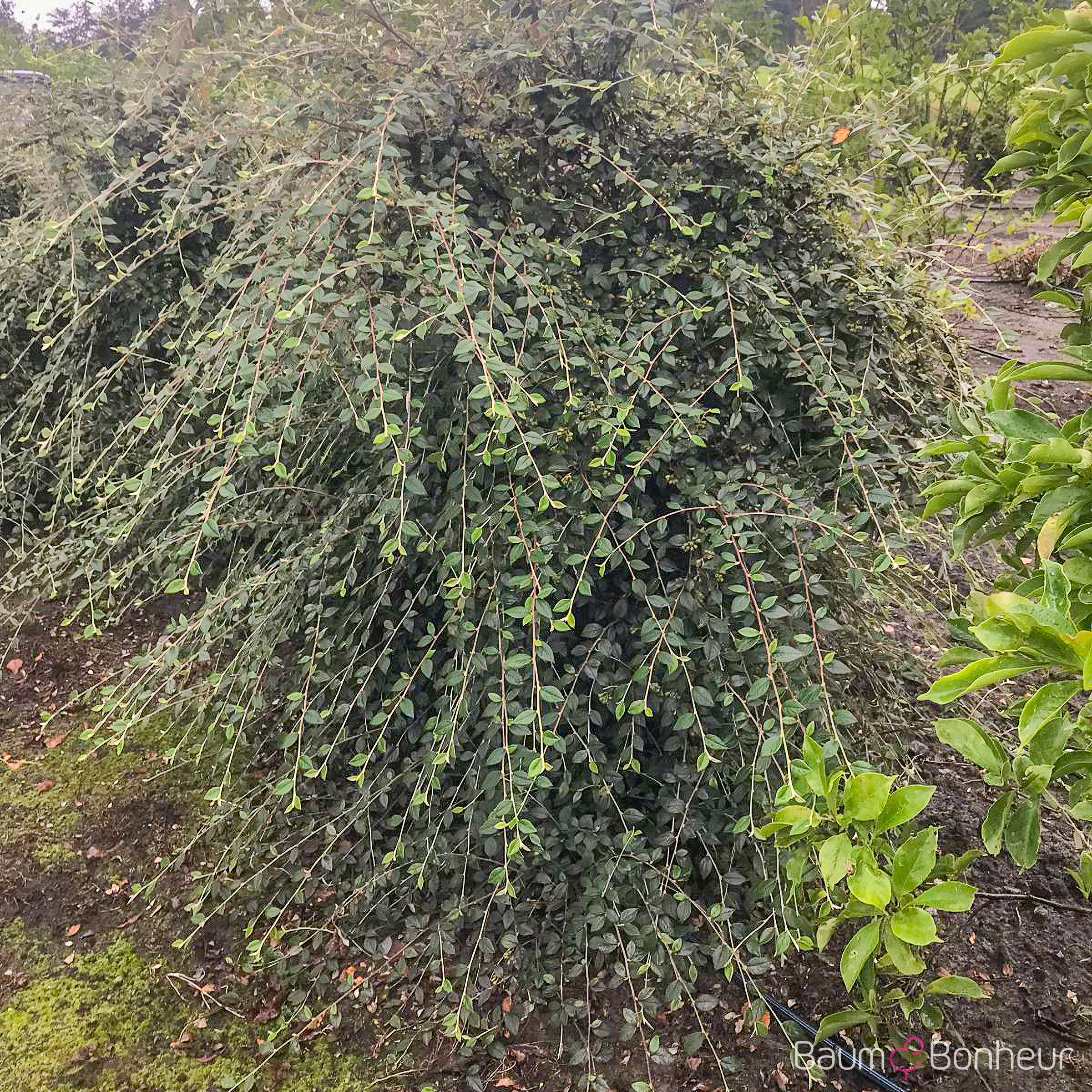 Cotoneaster franchetii